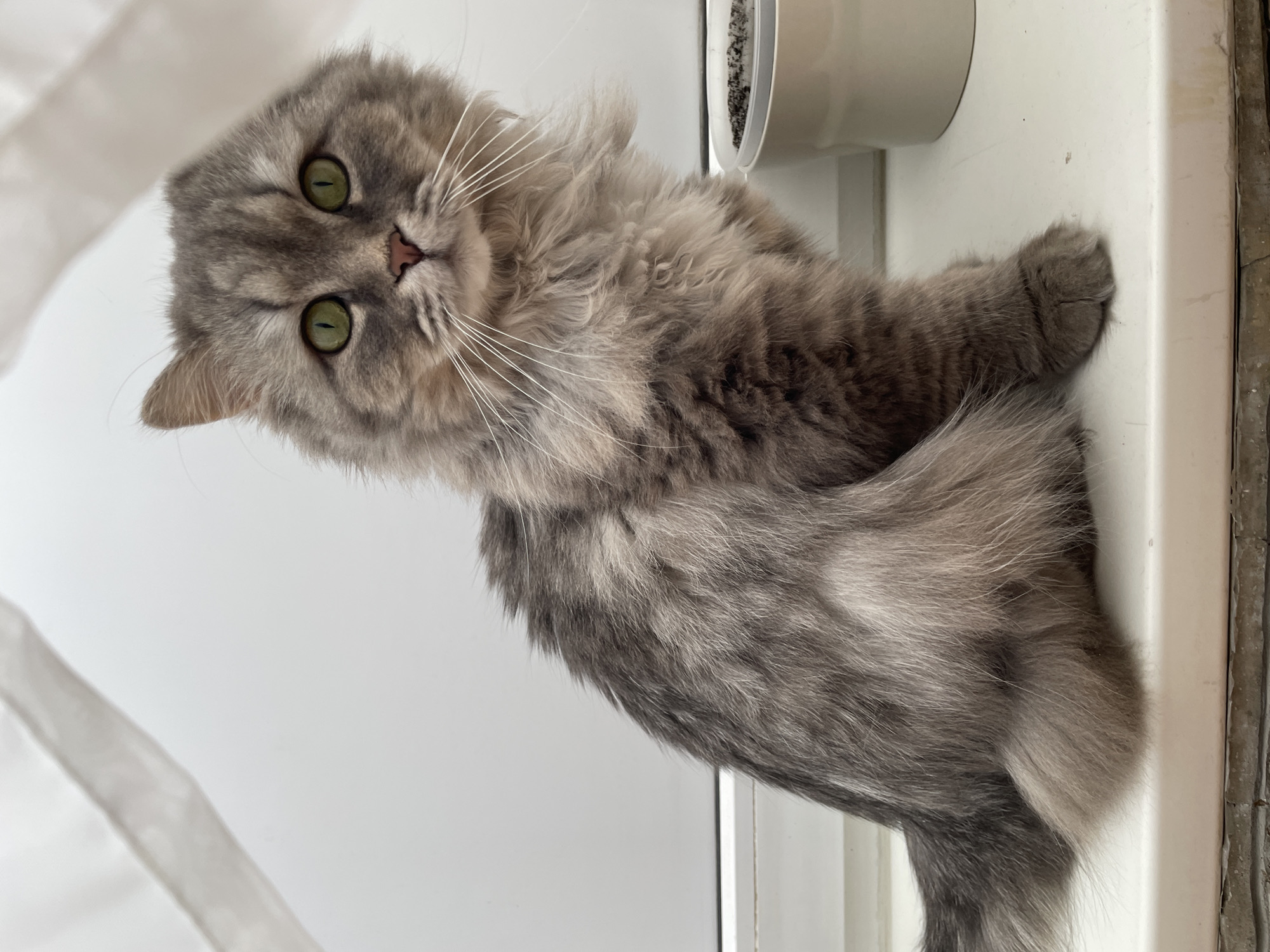 A long-haired gray cat with green eyes is sitting on a windowsill in front of a white curtain. The cat is facing the camera, with its body slightly turned to the left. Its tail is curled around its body. To the right of the cat, a light-colored planter is visible. The windowsill appears to be made of white material, and there is a textured surface below it. The background is a plain white curtain, which is slightly out of focus. The overall lighting is soft and diffused. There are no people present in the image, and no specific location in the city of Unknown, Russia can be identified.
