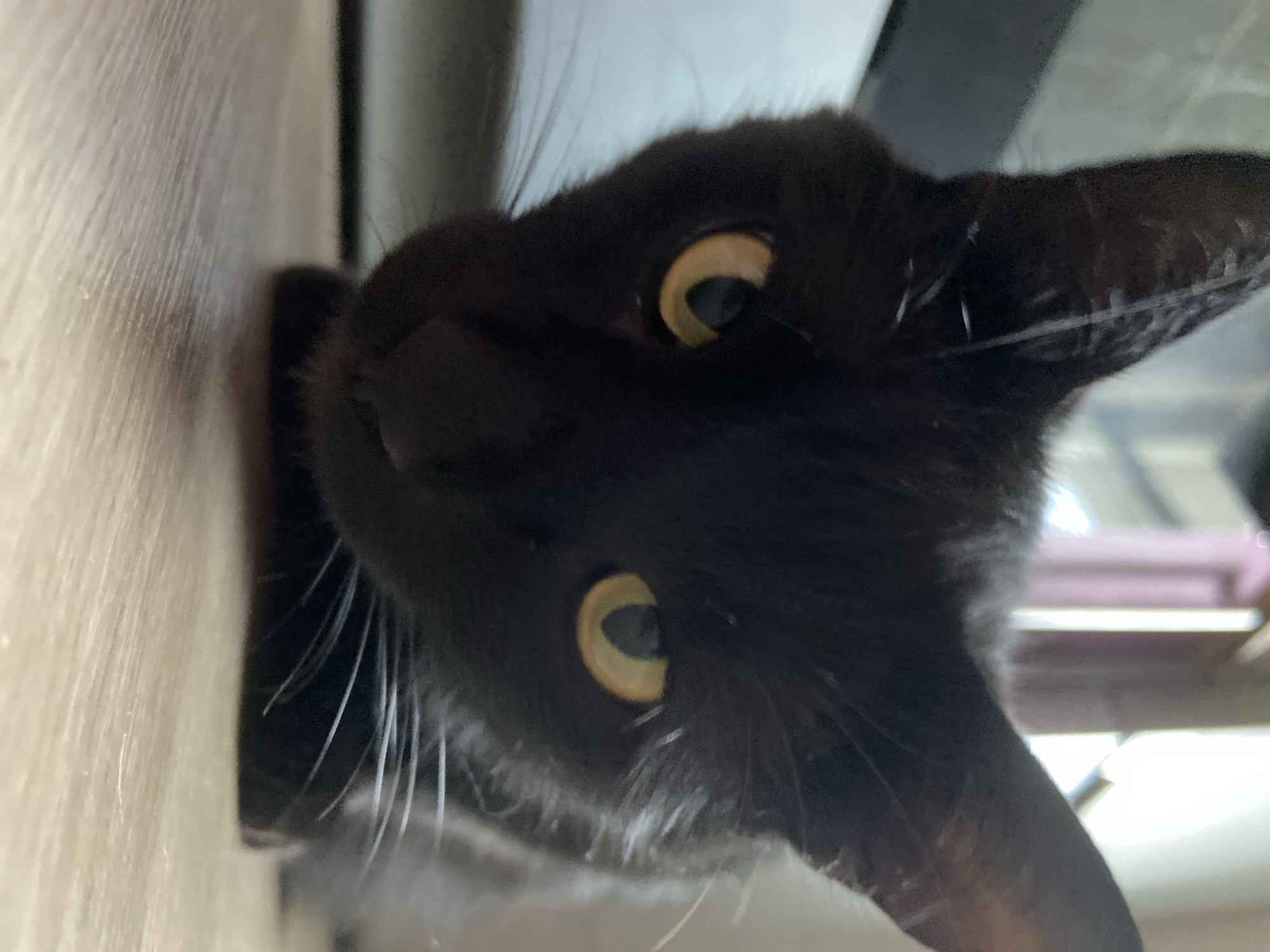 This is a close-up, vertically oriented, slightly blurry photograph of a black cat's face. The cat is looking directly at the camera with large, light yellow eyes. Its pupils are dilated, suggesting low light conditions. The cat's fur is dark and appears soft. Prominent white whiskers fan out from its muzzle. The background is out of focus and appears to be an indoor setting with a light-colored, textured surface on the left, possibly wood or laminate. There are hints of other objects or surfaces in the background, appearing as indistinct shapes and colors. The lighting is somewhat dim, with light reflecting off the cat's eyes. No text is visible in the image.