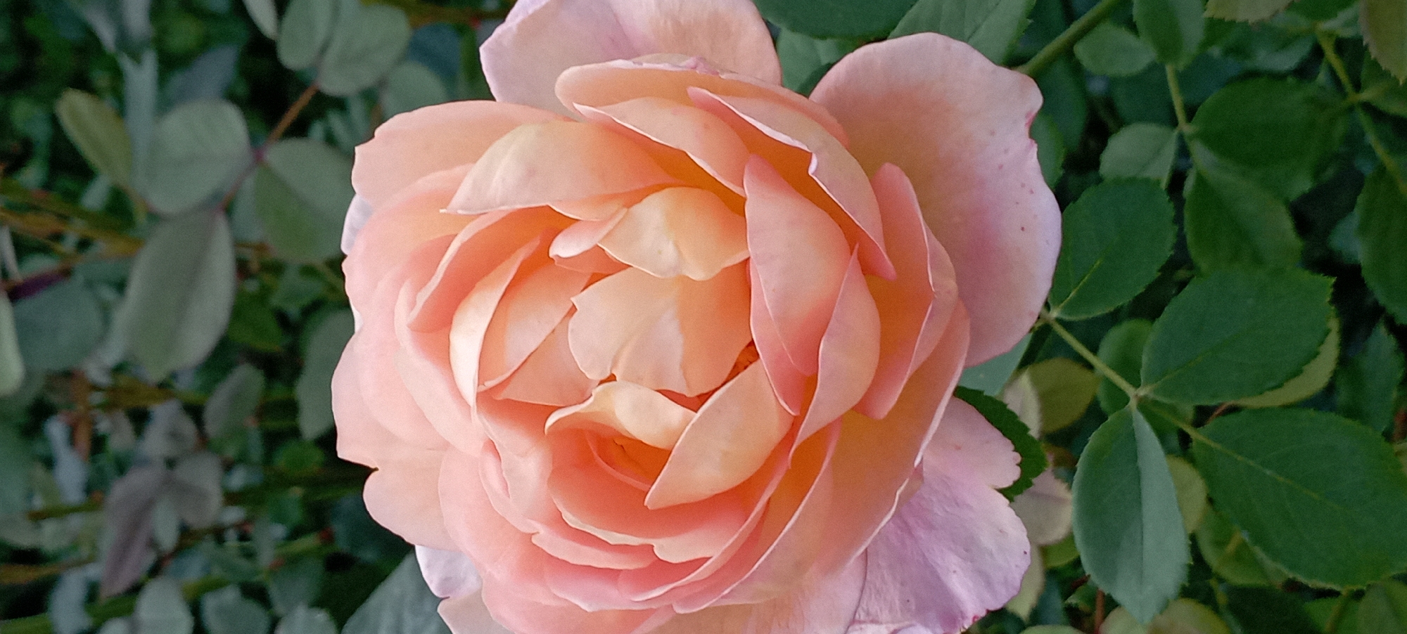 A close-up, vertical, full shot shows a pale peach-colored rose in bloom, its petals unfurling in soft, delicate layers. The background is a blur of dark green foliage, suggesting the rose is part of a garden or natural setting. The lighting is soft, highlighting the subtle variations in color and texture of the rose petals. The image appears to be taken outdoors in Radisne, Ukraine.