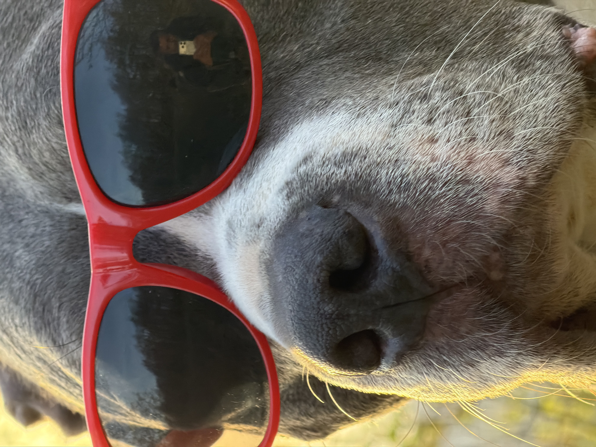 A close-up, angled shot focuses on a gray pitbull wearing red sunglasses. The dog's nose is prominent, displaying its texture and nostrils. The sunglasses reflect an environment, possibly trees and the person taking the photo. The location is not possible to determine based on the visual information.