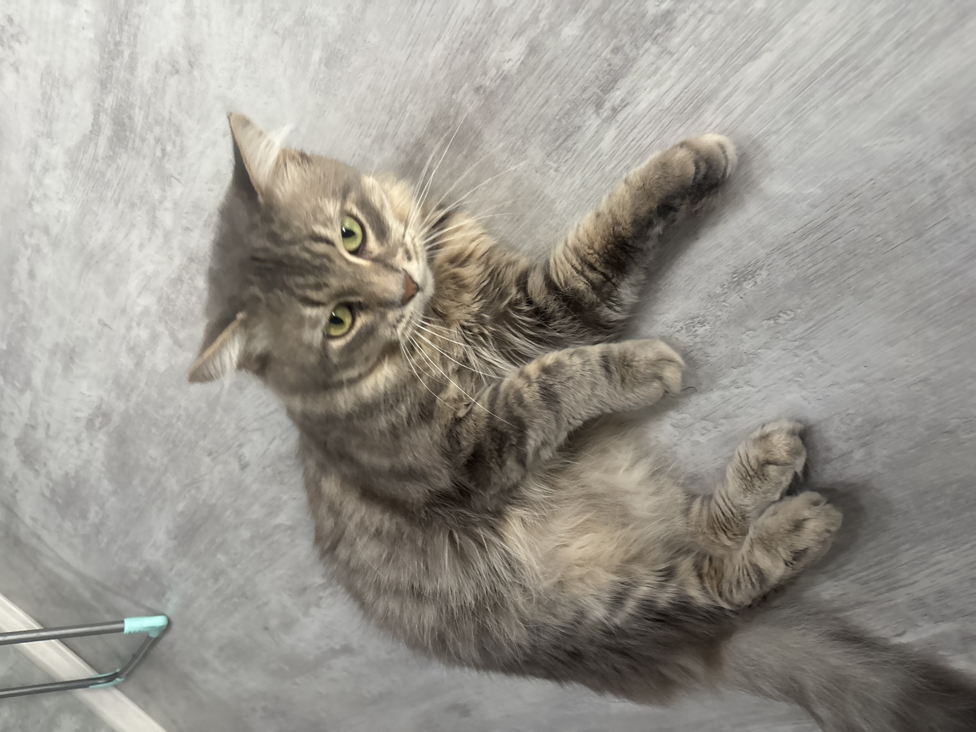 A long-haired, grey tabby cat with green eyes is lying on a light grey, wood-patterned floor. The cat is facing the camera with its head slightly turned to the right. Its front paws are extended forward, and its hind legs are tucked underneath. The cat's tail is to the left of the frame. In the upper left corner, a portion of a light-colored metal stand with teal accents is visible. The scene appears to be indoors, possibly in a residential setting. The location is not specified in Oktyabrsk, Russia.