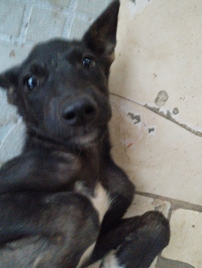 A black dog with a white patch on its chest lies on a tiled floor. The dog has one ear pointing up and the other folded over. Its eyes are wide and attentive, and its nose is large and black. The dog's body is angled towards the camera, with its legs tucked in. The floor has a few stains and appears to be worn. The lighting is a bit dim, creating shadows on the dog and the floor.