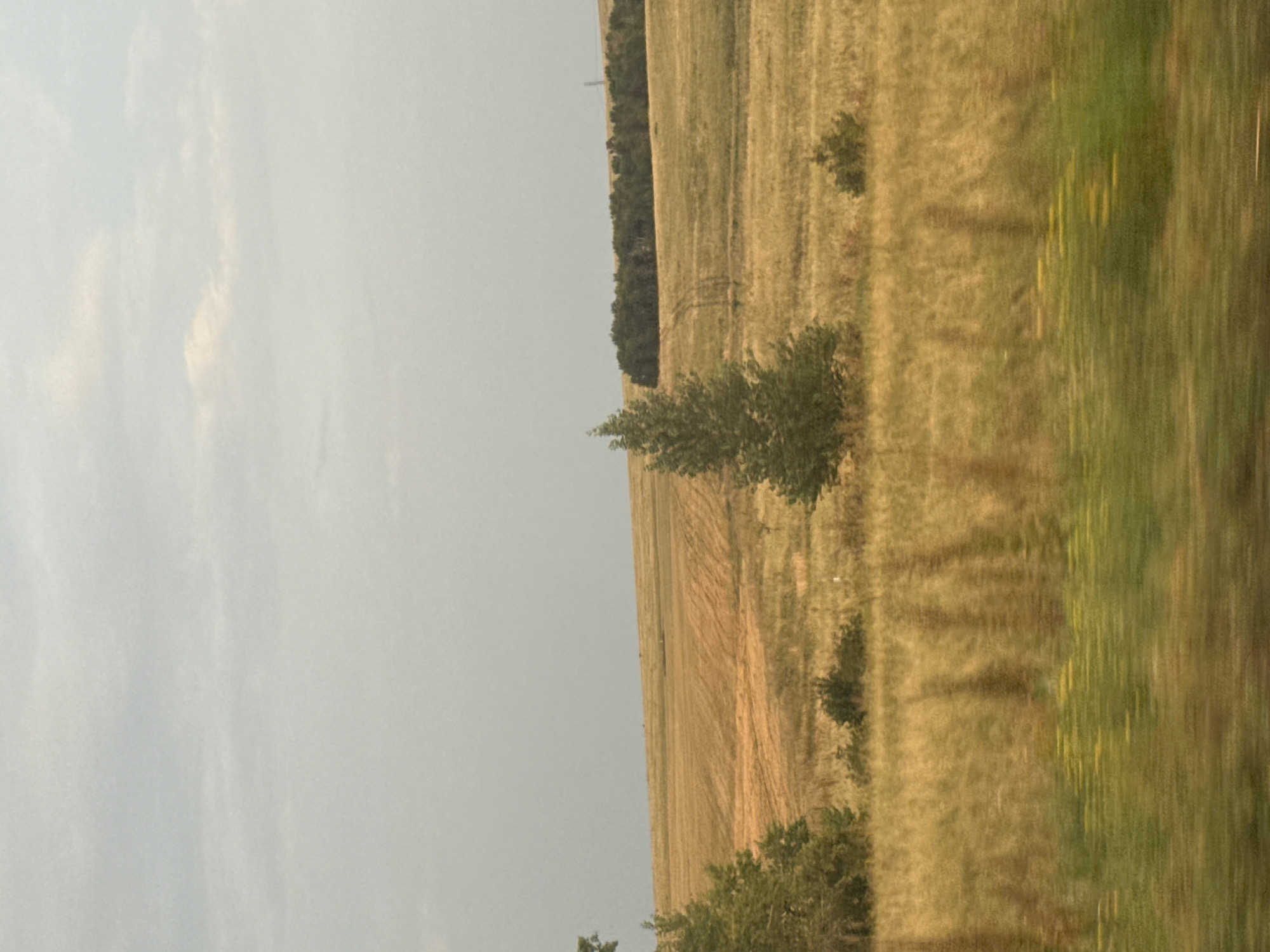 The image depicts a rural landscape, likely in the vicinity of Perevolotsky, Russia, under an overcast sky. The foreground is blurred, suggesting motion, and features a band of green vegetation with streaks of yellow, possibly flowers. Behind this, a golden field stretches out, marked by horizontal lines from harvesting. Further back, a line of dark green trees forms a distinct horizontal boundary. Scattered throughout the middle ground are several trees of varying sizes, some appearing solitary and others in small clusters. In the distance, the land slopes upward, revealing more harvested fields and a faint line of trees. A solitary power line pylon is visible on the horizon. The overall impression is of a vast, agricultural expanse under a subdued sky.
