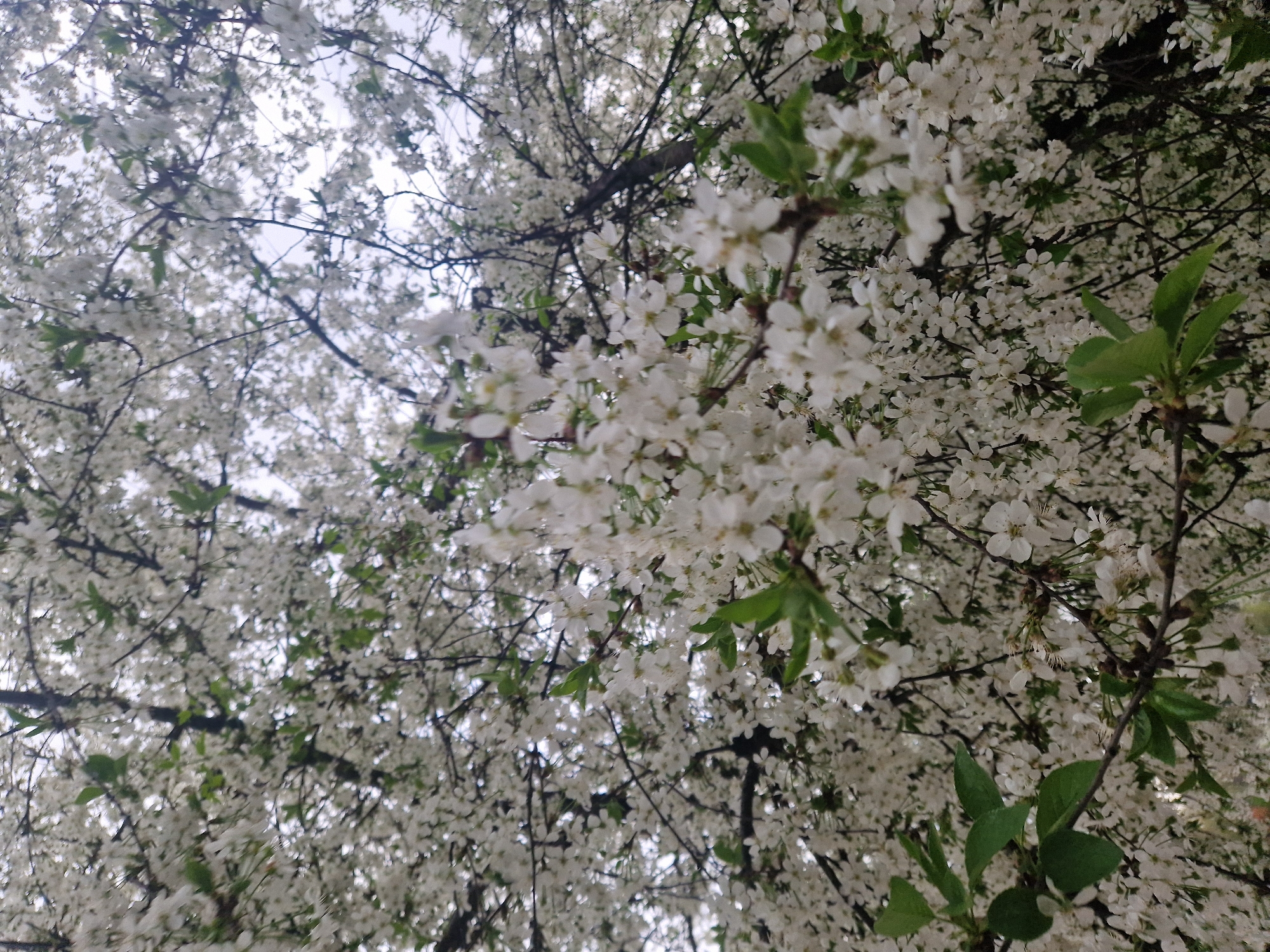 This media file features a close-up, upward-angled view of a tree densely covered in white blossoms, likely indicating a spring season. The primary subject is the profusion of small, delicate white flowers with faint yellow centers, which dominate the frame. Interspersed among the blossoms are numerous dark branches and twigs of the tree, along with a scattering of small, vibrant green leaves that provide a contrast to the white flowers.
The background consists of a bright, light gray or off-white sky, suggesting an overcast or cloudy day, which diffuses the light and highlights the blossoms. There are no people or specific objects other than the tree itself visible. The scene captures a natural setting, such as a garden, park, or woodland area, during the tree's blooming period.
The image has a soft, somewhat dreamlike quality, with many of the blossoms and branches appearing slightly out of focus, especially in the background and further reaches of the tree canopy. However, some blossoms and leaves in the mid-ground and foreground are sharper, drawing the viewer's eye. There is no visible text in the image. The overall impression is one of natural beauty and the abundance of springtime flora.