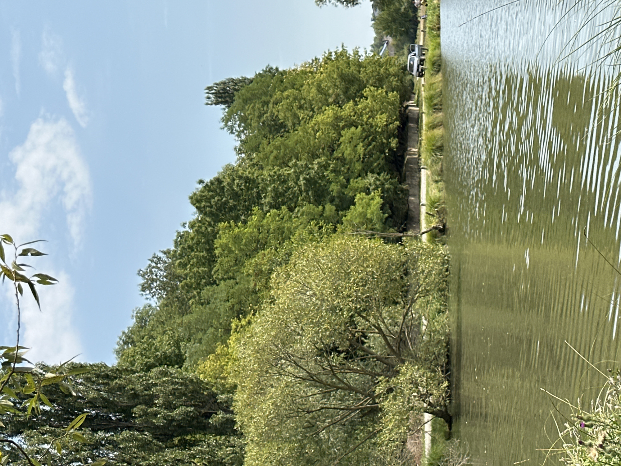The image depicts a body of water, likely a pond or a slow-moving river, with its surface rippling under what appears to be a sunny sky with scattered clouds. On the left bank, a lush, dense arrangement of trees and foliage dominates the landscape, with a prominent, bushy tree extending branches over the water. The right bank features a more manicured grassy area bordering a road or path, upon which a light-colored SUV is parked. Beyond the road, the dense green trees continue, forming a natural backdrop. In the distance, some buildings and smaller trees are visible. The overall scene suggests a tranquil, natural setting within or near the village of Makiv, Ukraine, characterized by its verdant vegetation and calm waters.
