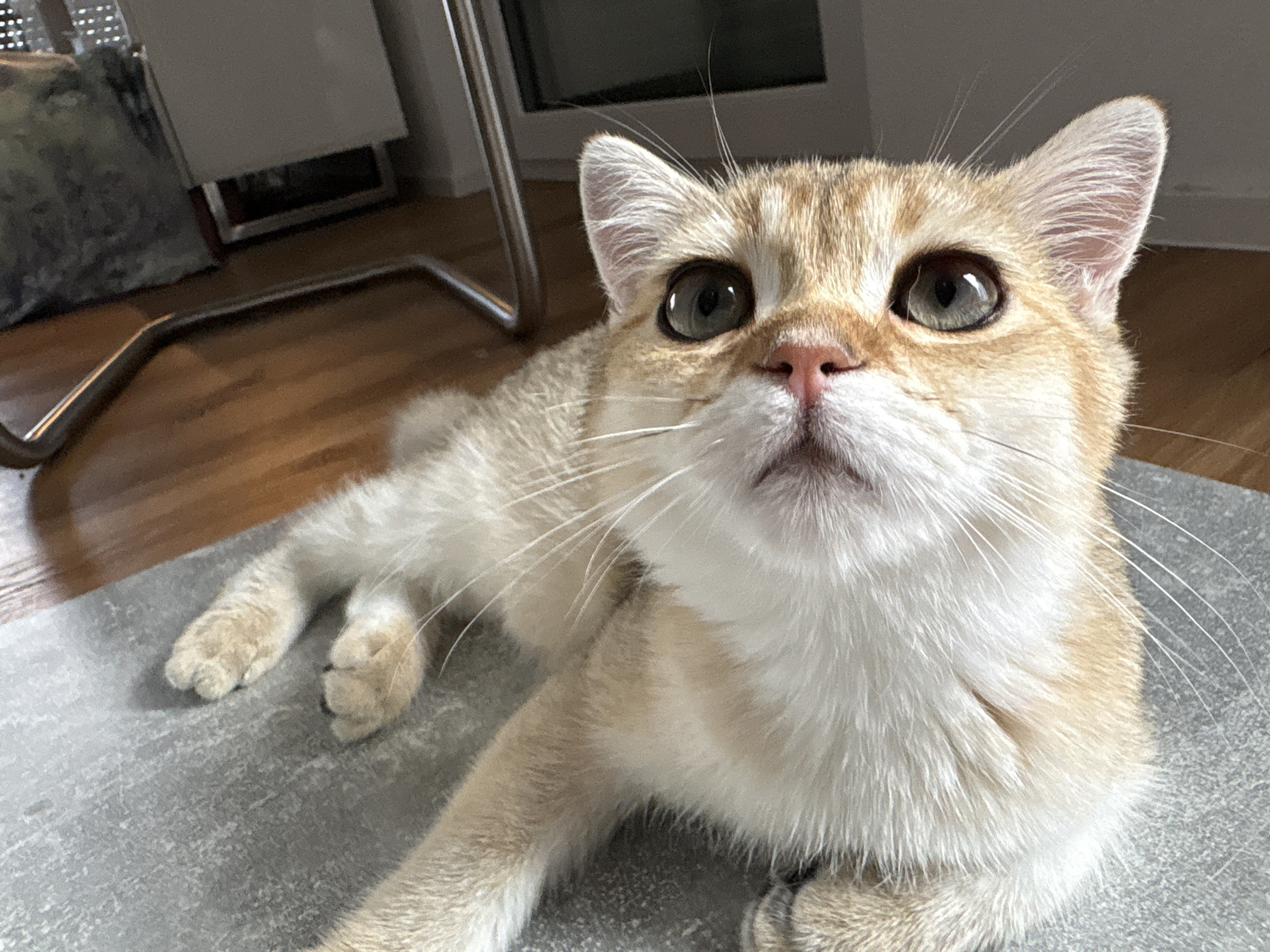 A close-up, eye-level shot shows a ginger and white cat lying on a grey rug. The cat's head is tilted upwards, and its large, round green eyes are looking directly at the camera. Its pink nose is prominent, and white whiskers fan out from its muzzle. The cat's ears are perked up, and its fur appears soft and fluffy. The background is blurred, but hints of a wooden floor and furniture can be seen. The scene is indoors. There is no information provided about the location in the city of Bönnigheim, Germany.