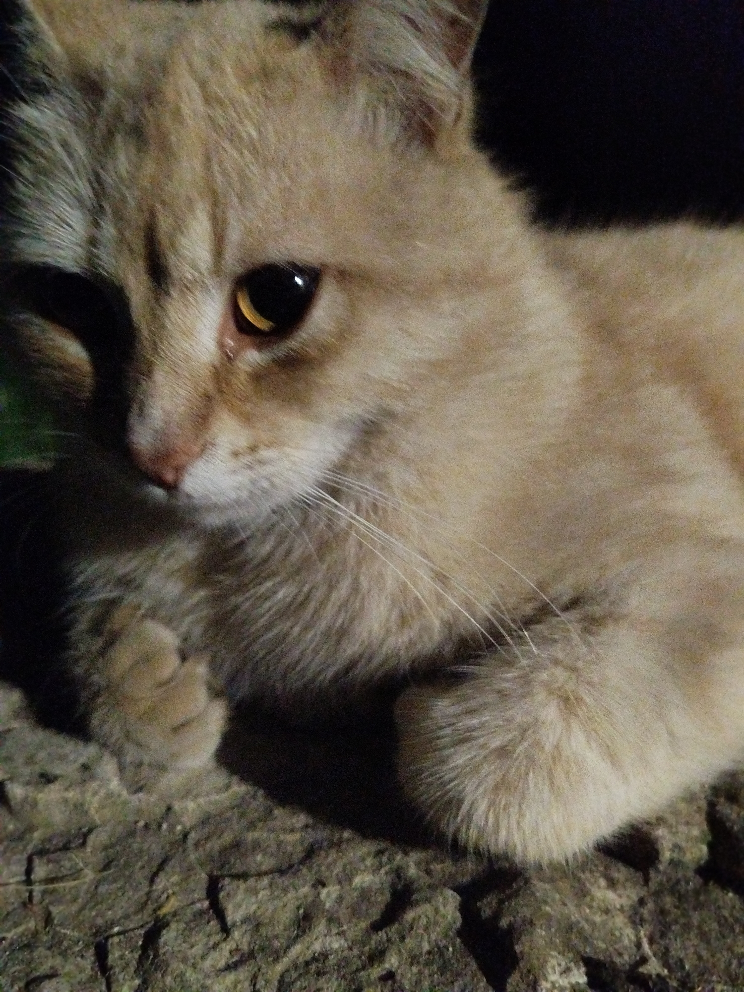 A close-up image shows a light-brown or ginger tabby cat resting on a rough, textured surface, possibly stone or concrete. The cat's fur displays subtle darker striped markings, particularly around its eyes and on its forehead. Its large, amber-colored eyes are prominent, with vertically slit pupils that appear somewhat dilated, indicating low light conditions. Long, white whiskers extend from its muzzle, and its nose is a soft pinkish-brown.
The scene is dimly lit, suggesting nighttime or a very dark environment, with a dark, out-of-focus background. The primary light source illuminates the cat from the front, highlighting its fur and features, while casting shadows on the textured surface it lies upon. The cat is in a relaxed, reclined position, with its front paws tucked beneath its body. Its expression appears calm and alert, as if it is quietly observing its surroundings. The image lacks any visible text. This tranquil scene is set in Ustyvytsia, Ukraine.