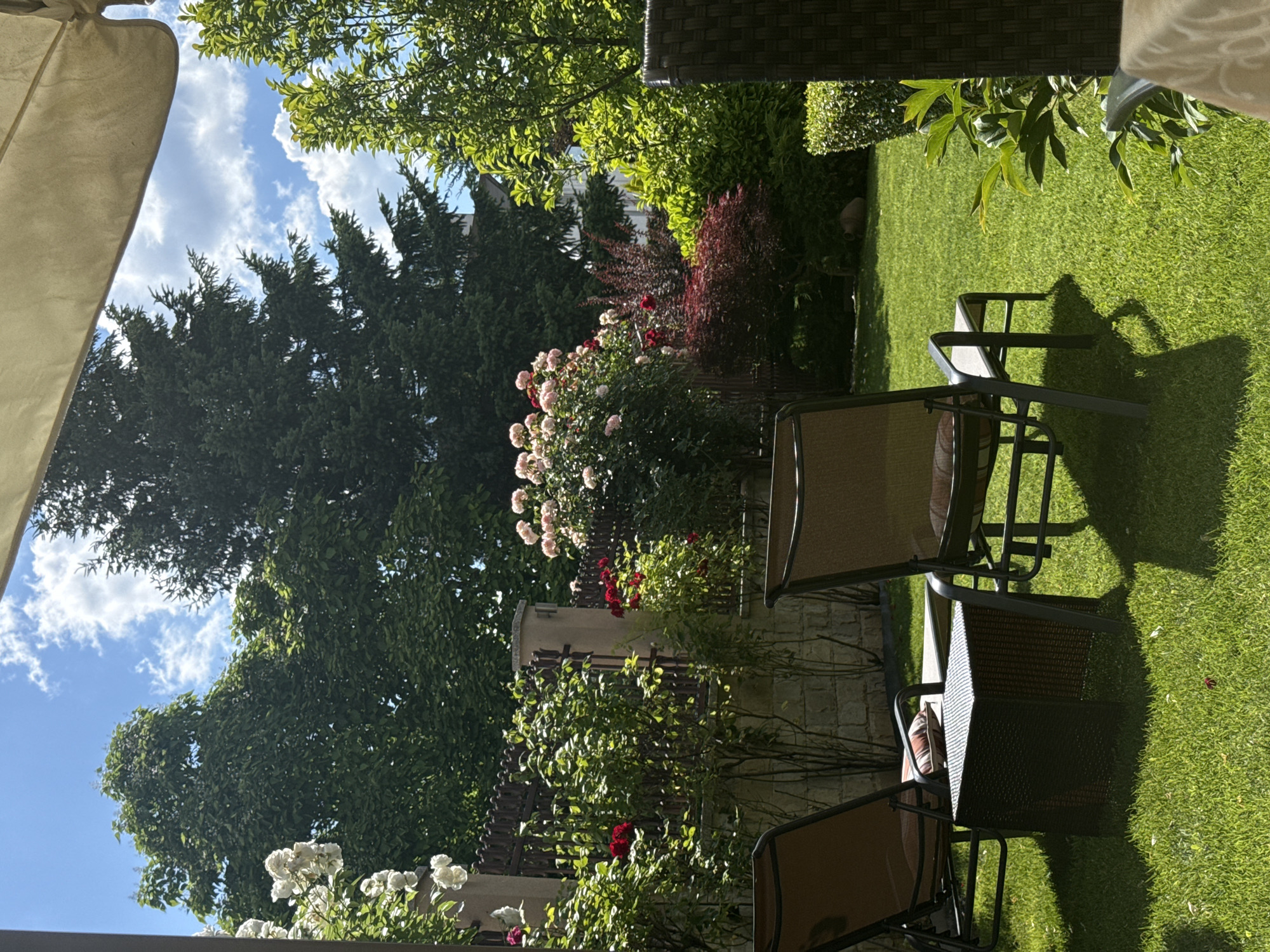 This is a photograph taken outdoors on a sunny day, likely in the afternoon due to the long shadows cast on the grass. The scene is a lush, green garden with a well-manicured lawn. Several trees, including evergreen conifers and deciduous trees with vibrant green leaves, dominate the background. A rose bush with pink and red blooms is also visible, adding a splash of color to the landscape.
In the foreground, there are several outdoor chairs made of dark wicker and metal, suggesting a patio or seating area. Some of the chairs have cushions with a striped pattern. A portion of a light-colored outdoor umbrella or canopy is visible on the left side of the image, further indicating a space designed for relaxation and outdoor enjoyment.
The sky above is a bright blue with fluffy white clouds. The overall impression is one of a peaceful and serene summer day in a well-maintained garden, possibly a private residence or a garden cafe in Sofia, Bulgaria. No people are visible in the frame, and there is no visible text. The lighting suggests a warm, sunny climate.