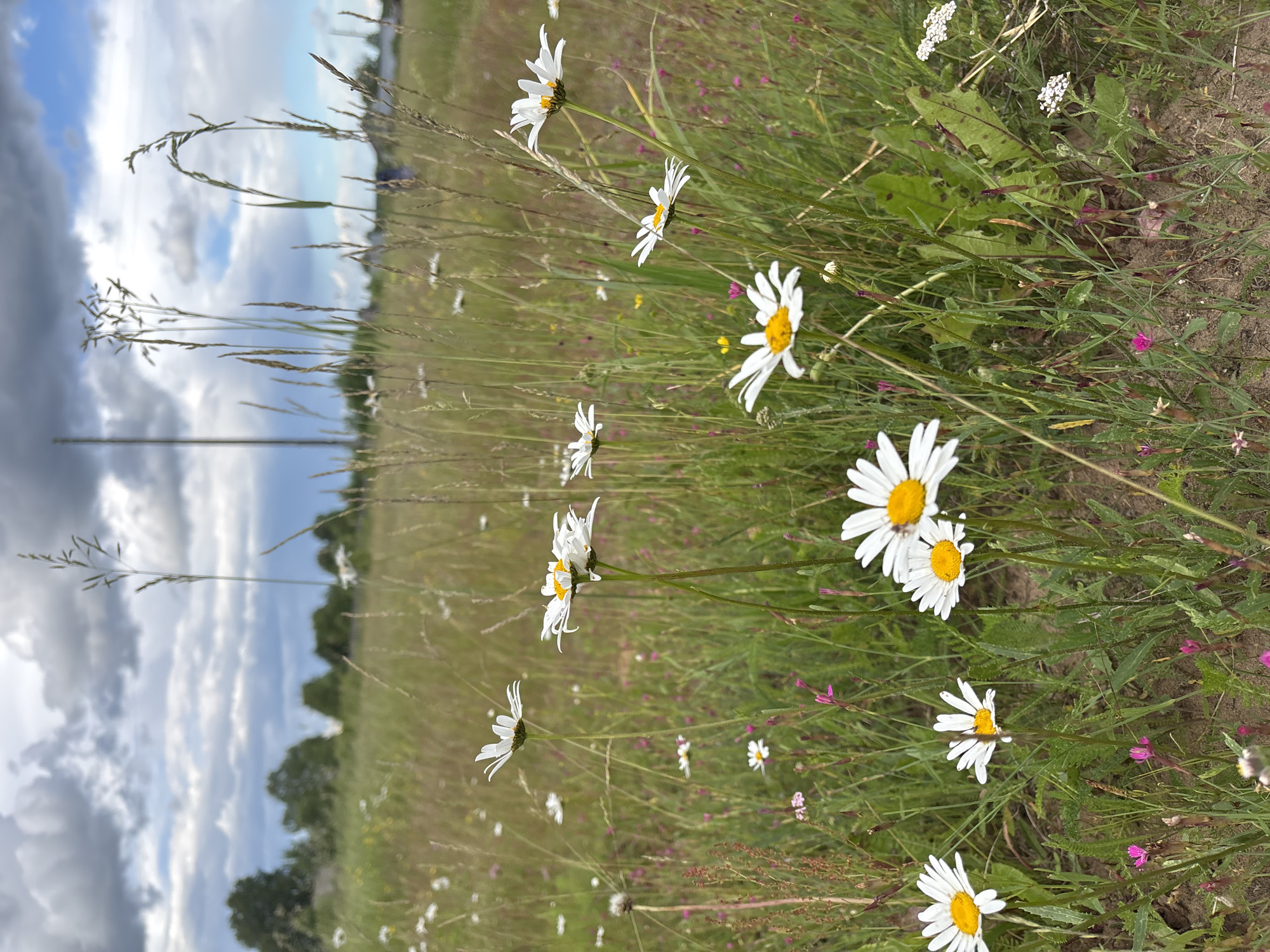 The image depicts a close-up, eye-level view of a meadow filled with wild daisies and other wildflowers under a cloudy sky. The foreground is dominated by several white daisies with yellow centers, some in sharp focus and others slightly blurred. Various tall grasses and smaller pink and white flowers are interspersed throughout the scene. In the background, a blurry treeline separates the meadow from the sky, which is filled with dramatic, dark clouds with patches of blue sky visible. A faint silhouette of a tall, slender structure, possibly a radio tower or utility pole, is visible in the distance against the sky. The ground appears to be sandy and dry. The scene suggests a natural, undeveloped outdoor environment. The location is identified as a meadow in Kurgan, Russia.