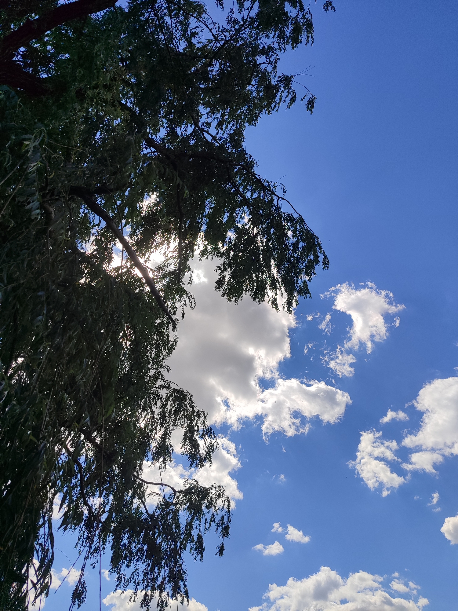 The image captures a dynamic sky scene with a foreground of weeping willow branches against a bright blue sky dotted with fluffy white clouds. Sunlight filters through the dense foliage, creating a dappled effect and illuminating some of the clouds from behind. The branches, with their long, pendulous leaves, occupy the left side of the frame, extending inwards and downwards. The sky takes up the majority of the image, with a clear, vibrant blue color. The clouds vary in size and density, with some appearing bright and sunlit, while others show hints of shadow. There are no people, buildings, or other objects visible in the image, focusing solely on the natural elements of trees and sky. The location is specified as Vyshneve, Ukraine.