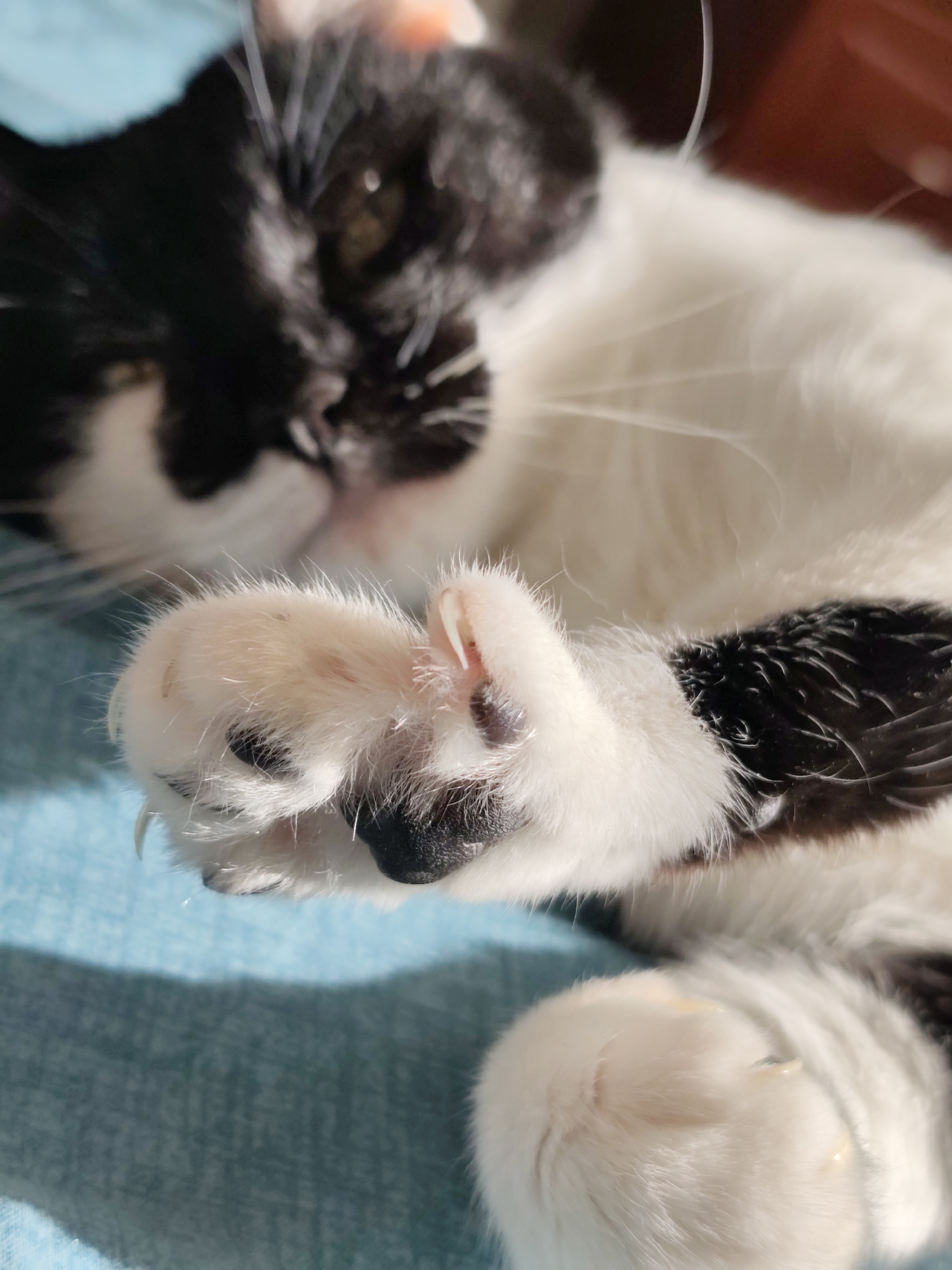 The image is a close-up, low-angle shot of a black and white cat lying on its back on a blue textured surface, likely a blanket or upholstery. The cat's paws are prominently featured, with sharp, light-colored claws extended from the furry pads. The cat's face is out of focus in the background, with visible black fur covering the head and white fur on the chest and belly. Sunlight casts a warm glow on the cat's fur, creating highlights and shadows. The overall environment appears to be indoors, with a hint of a reddish-brown object in the upper right corner, possibly furniture. There are no people visible in the image, and no specific landmarks or details that would allow for the determination of its location within the city of Mykolaiv, Ukraine. The scene is static and focuses on the cat in a relaxed state.