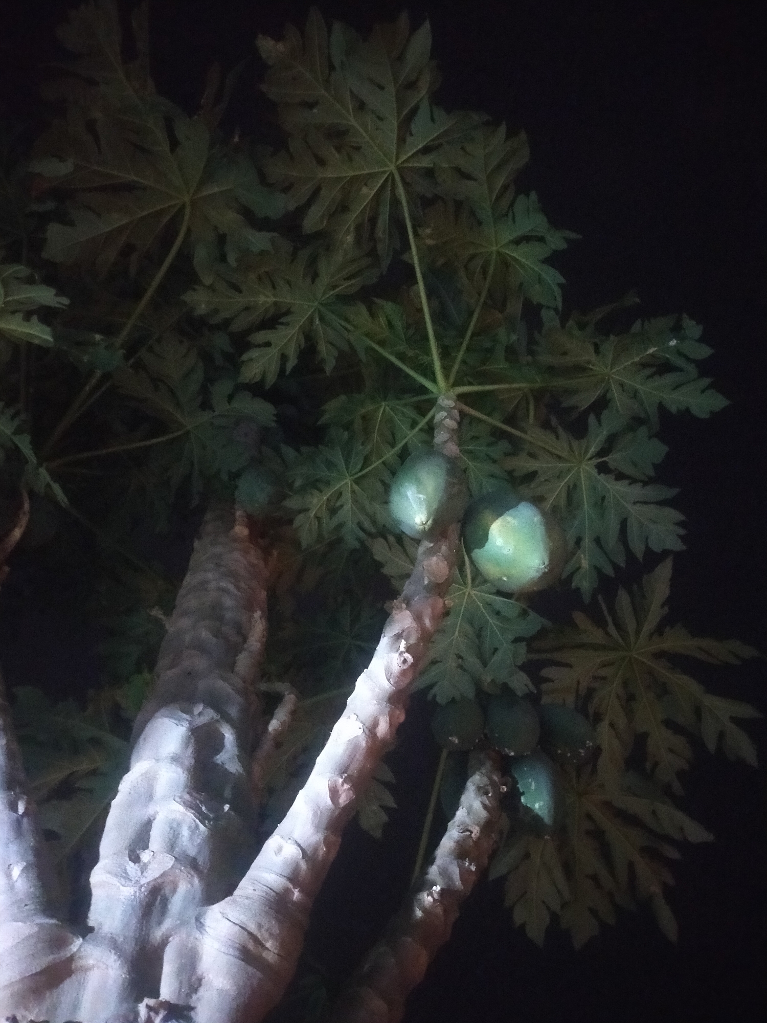 A low-angle, nighttime photograph captures a papaya tree in Pagerbarang, Indonesia. The tree's trunk is thick and rough-textured, with several branches fanning out. Large, palmate leaves, characteristic of a papaya tree, are visible, some illuminated by an unseen light source, creating dark shadows against the black night sky. Several green, unripe papayas are growing on the tree, clustered together on a branch. The overall impression is one of a tropical setting observed at night.
