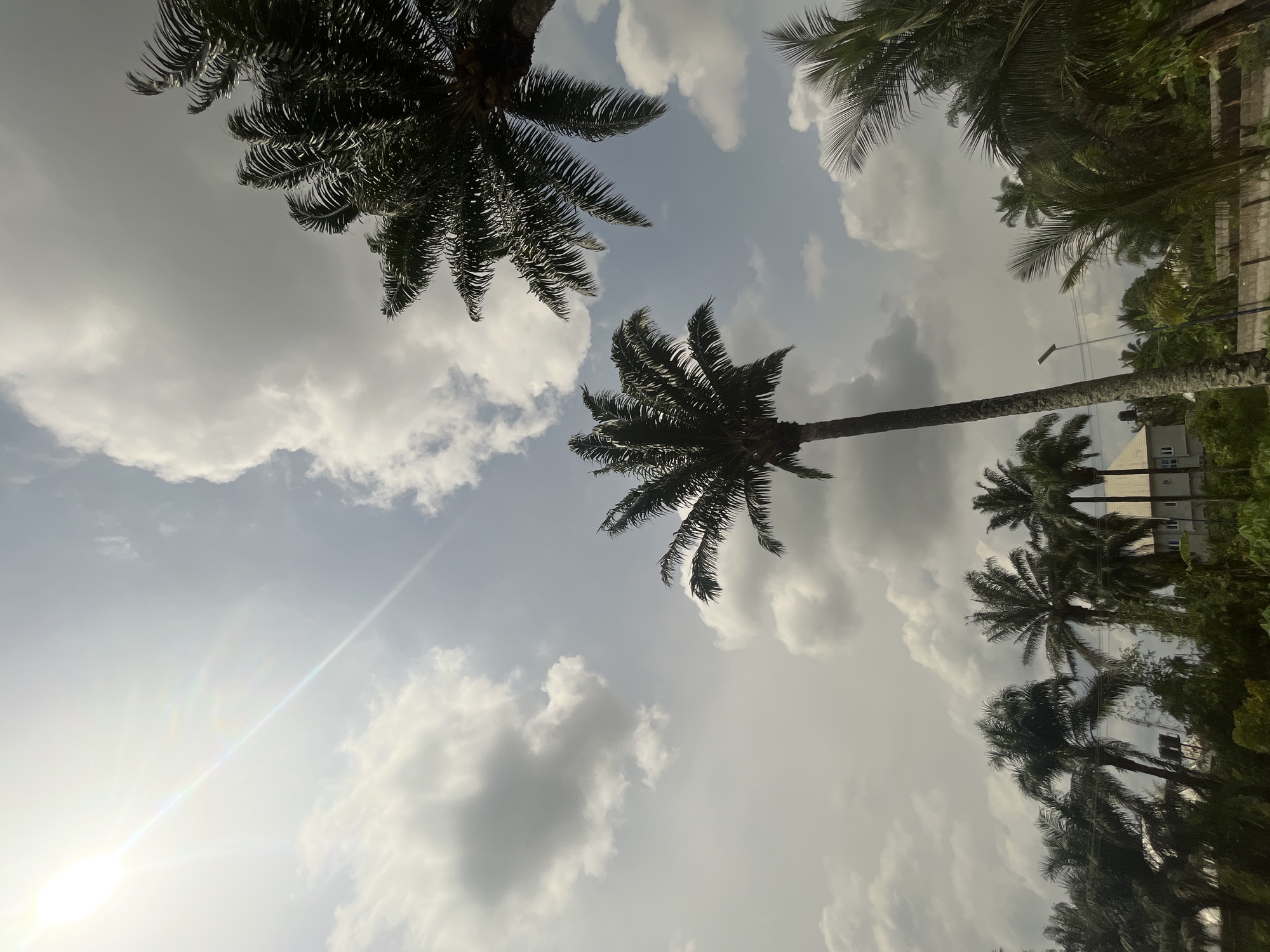 The image depicts a view looking upwards at palm trees against a cloudy sky, likely in Ikot Ekpene, Nigeria. Several palm trees are visible from the trunk to the entire tree. Some buildings appear in the background. Sunlight filters through the clouds, creating a bright glare. The perspective suggests the photo was taken from ground level.