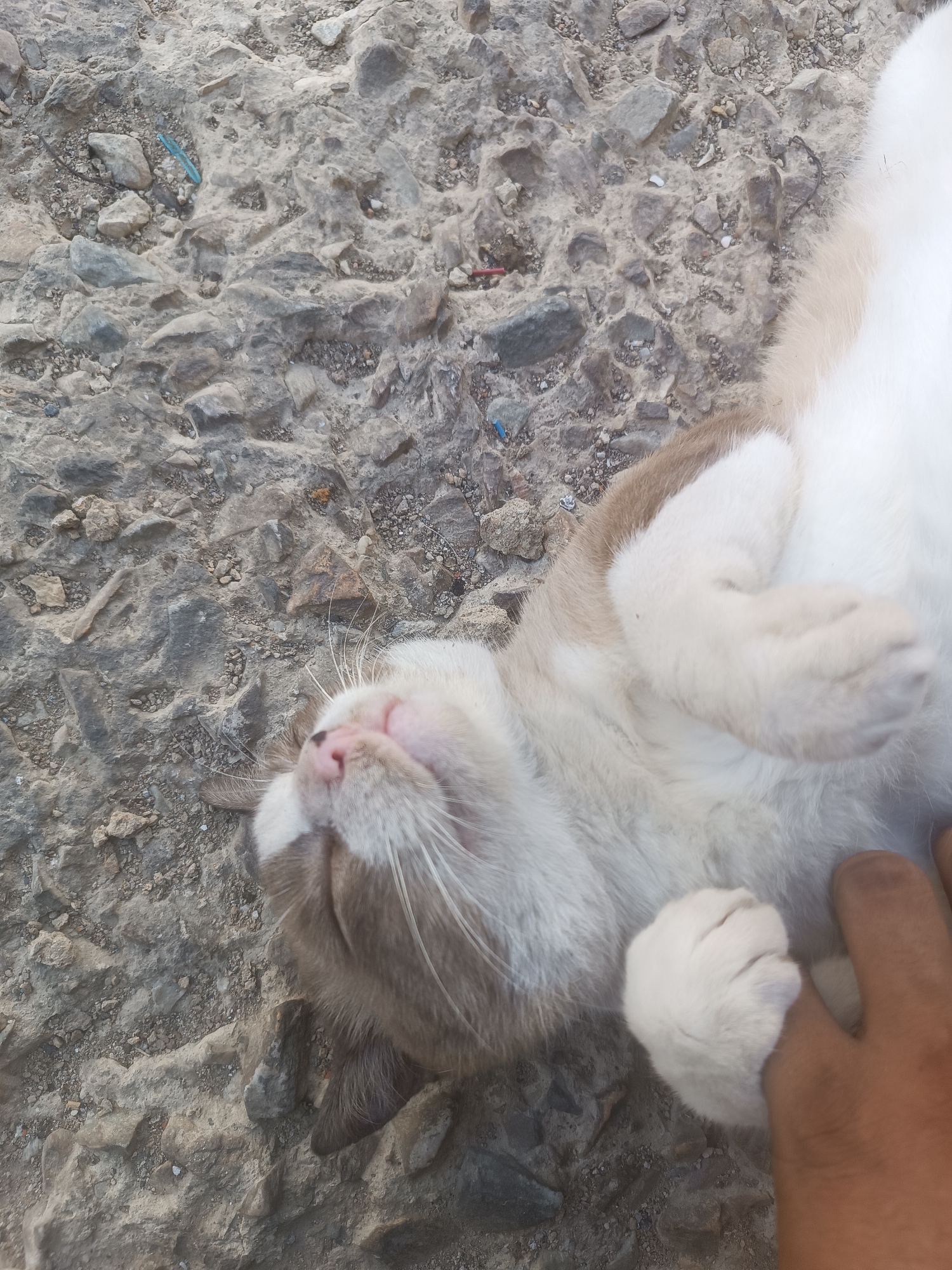 A light-colored cat, mostly white with patches of light brown, lies on its back on a rough, grey stone surface. Its eyes are closed, and its pink nose is visible. A human hand is touching the cat's belly. The location appears to be an outdoor area with uneven ground. The setting is consistent with a city such as Porlamar, Venezuela, where such conditions might be found in public spaces.