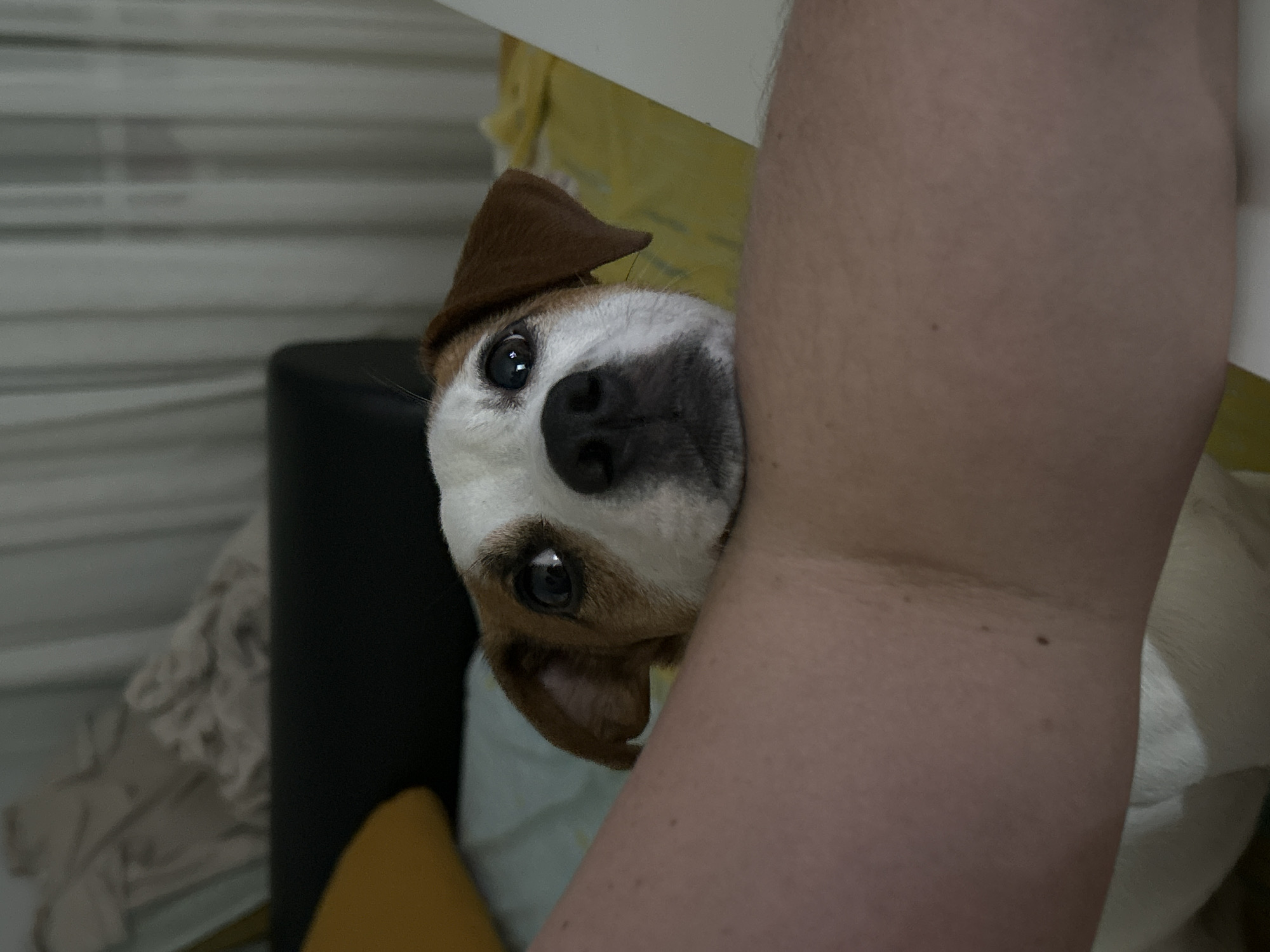 A medium-close shot captures a dog with a white and brown coat, its face pressed against a person's arm. The dog has a dark nose and expressive eyes, wearing a small brown hat, which sits slightly askew on its head. In the background, there is a black object that seems to be a cushion or seat, along with crumpled off-white fabric. The environment includes horizontal striped wallpaper, suggesting an indoor setting. No city location is discernible.