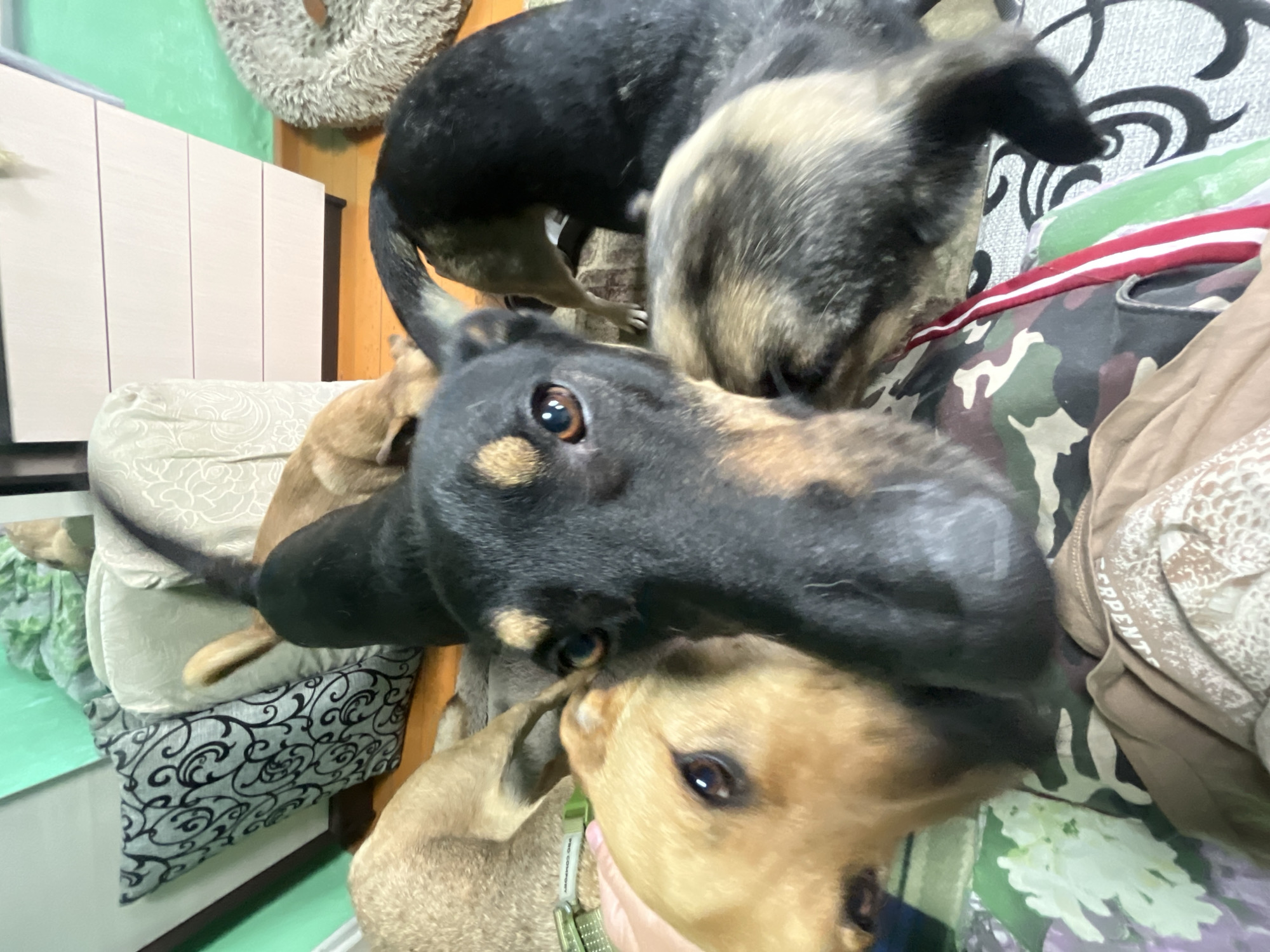A group of five dogs are gathered closely together on a bed or sofa. The dog in the foreground has a black head with brown markings above its eyes and snout, and its head is tilted forward, looking directly at the camera. Its body is mostly black, with some brown visible on its paws and chest. To the left of the black dog is a tan-colored dog with its head also looking towards the camera, positioned slightly behind and to the side of the black dog. A third dog, primarily black with some tan and gray markings on its fur, is visible behind the black dog, with its head turned away from the camera. Partially visible behind these dogs are two more dogs: one is a tan dog and another appears to be a mix of black, tan, and gray. The dogs are on a surface covered with a camouflage-patterned fabric and a beige-colored blanket with a floral pattern. In the background, a green wall and part of a sofa with patterned pillows are visible. The scene does not contain any elements that would specifically indicate a location in Nizhny Tagil, Russia.