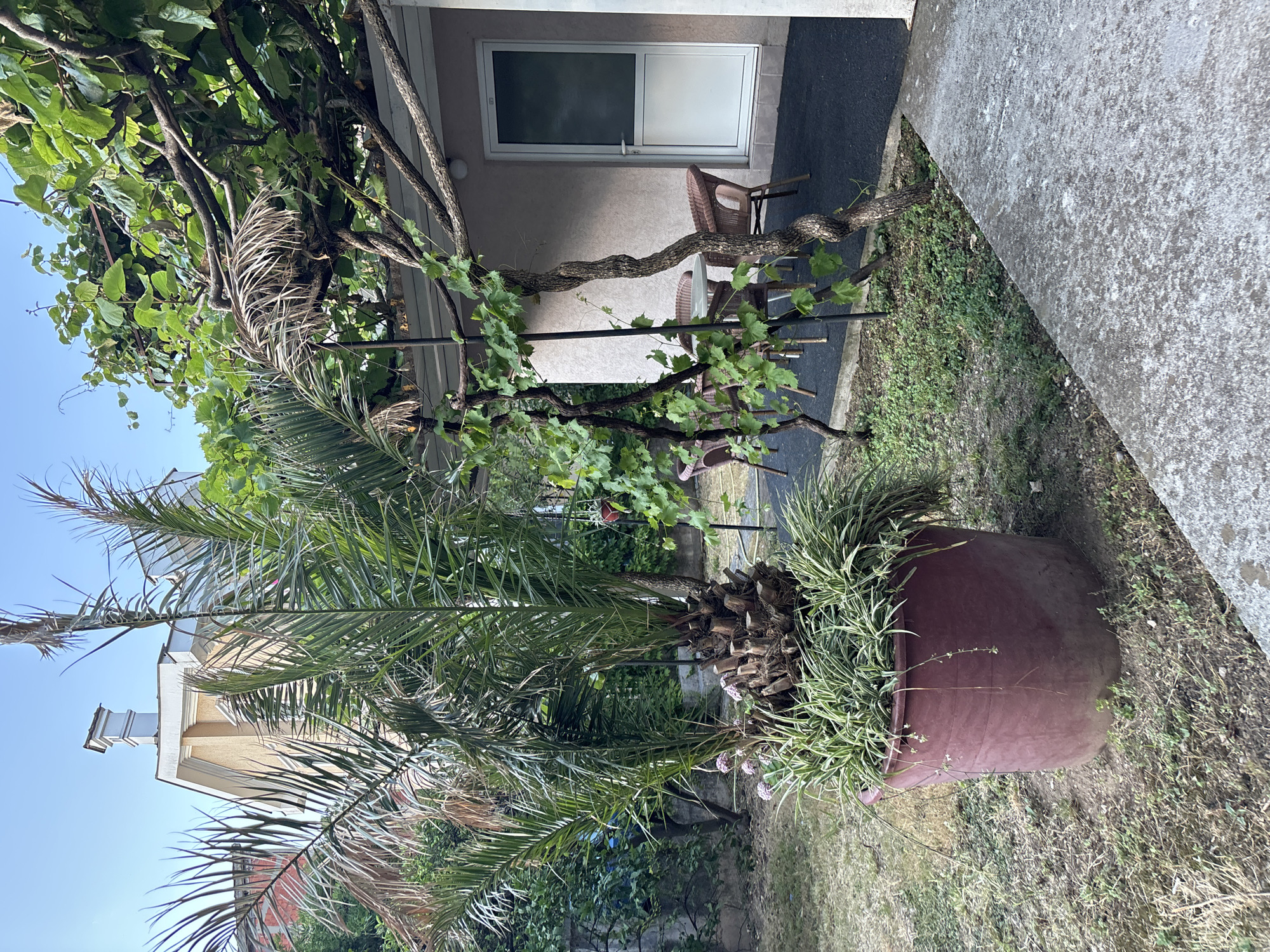 The image depicts a sunlit outdoor scene in Budva, Montenegro. In the foreground, a large, burgundy planter holds a palm tree with a trimmed trunk, surrounded by green, grass-like foliage. The planter sits on dry, patchy grass. To the right, a grey concrete pathway leads into the frame. Behind the planter, a building with a light-colored facade and a white-framed door is visible, partially shaded by a canopy covered with grapevines. Under the canopy, a small round table is set with three wicker chairs. Further in the background, more vegetation and a house with a distinctive chimney can be seen against a clear blue sky.