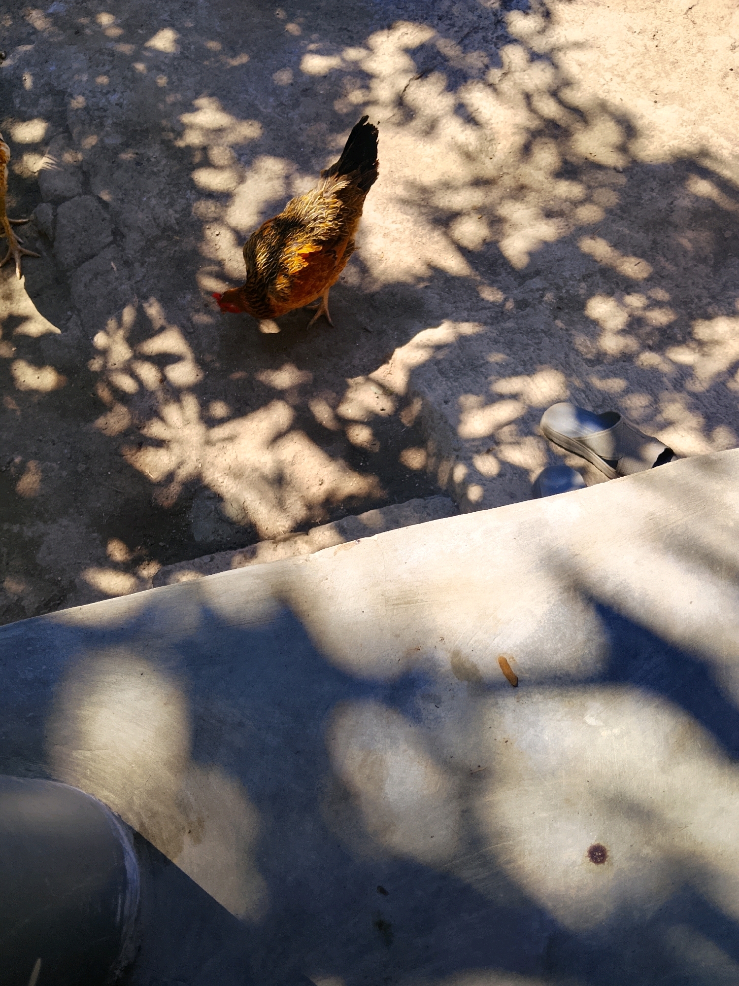 A hen is foraging on a concrete surface. The hen is predominantly brown and gold with a black tail. Sunlight filters through dappled leaves, casting shadows on the ground. A gray sandal lies near a concrete ledge. The scene is outdoors, suggesting a yard or walkway.