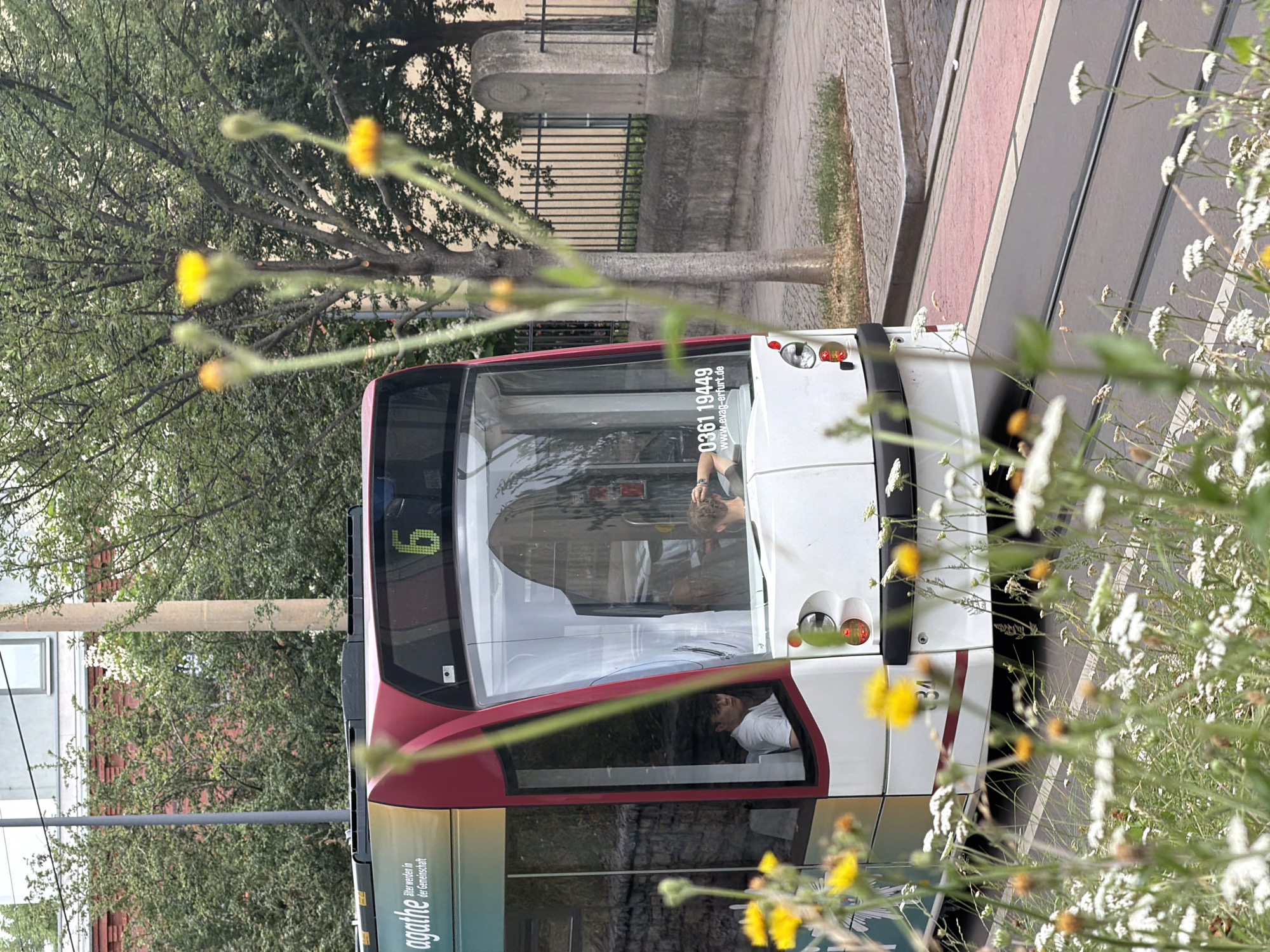 The image shows a white and red tram with the number "6" displayed prominently on its front. The tram has several windows, through which two young men are visible. One man, wearing a white t-shirt, is seated and looking towards the camera. The other, with curly hair, is leaning back. Text on the tram reads "agathe - älter werden in der Gemeinschaft" and "0361 19449 www.evag-erfurt.de", indicating it is part of the AGATHA project by EVAG Erfurt. The tram is on a track in front of a sidewalk with a stone fence and trees. In the foreground, wildflowers, including yellow dandelions and white daisies, are in bloom, some of which are out of focus. The background shows buildings and greenery, suggesting an urban environment in Erfurt, Germany.
