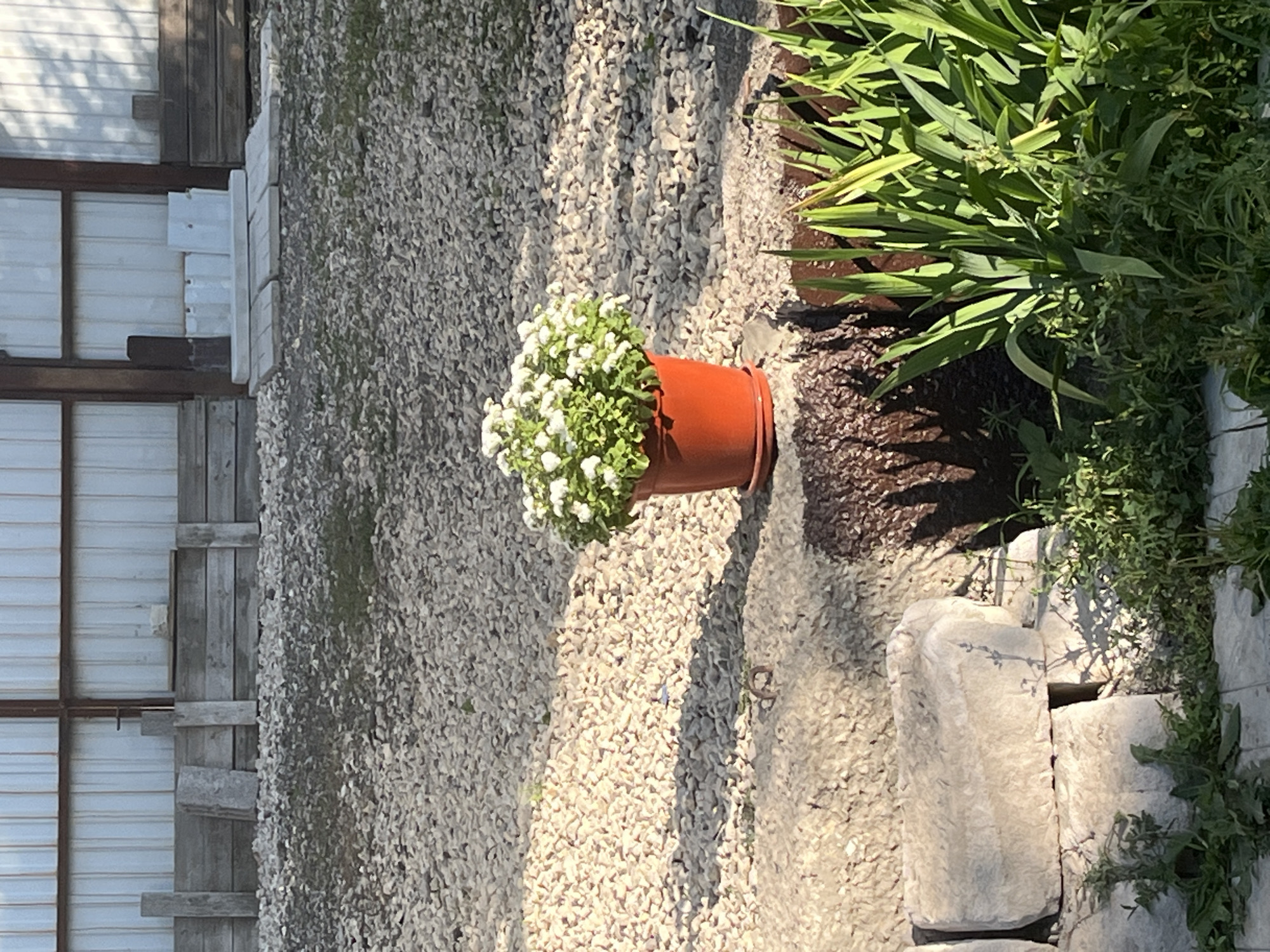 The image depicts an outdoor scene with a potted plant of white flowers in the foreground, placed on a rough-hewn surface. Behind the plant, a path of light-colored gravel stretches towards a wooden retaining wall. The wall, constructed from horizontal planks supported by vertical posts, is in turn backed by a corrugated metal structure. To the right of the potted plant, a cluster of tall green plants with blade-like leaves grows. In the lower left corner, large, rough-cut concrete blocks are stacked. The overall impression is of an outdoor area, possibly a backyard or garden, with elements of construction and landscaping. The image does not provide enough information to ascertain its specific location within Saratov, Russia.