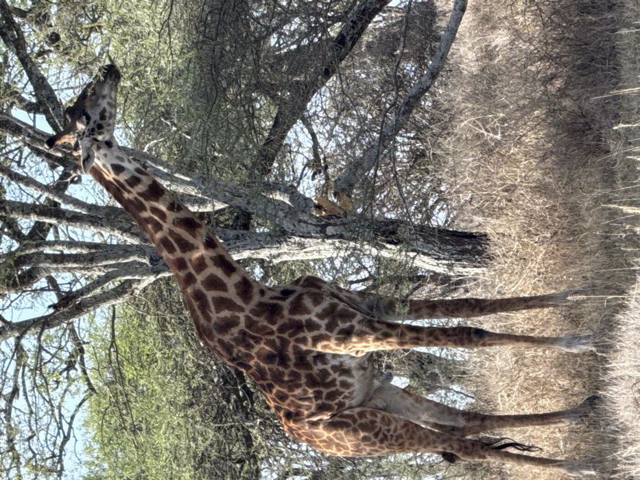 In Sinoni, Tanzania, a single giraffe stands in a savanna-like environment. The animal, positioned slightly left of center and facing towards the right, displays a coat patterned with irregular brown patches on a lighter tan background. Its head is elevated and angled towards the right, appearing to browse on the sparse green leaves of a tall, multi-trunked tree with light grey, textured bark situated directly behind it. The ground is covered with dry, light brown grasses and scattered scrub brush. Additional trees with similar bark and sparse foliage are visible in the background, beneath a clear, light blue sky. No other subjects or interactions are present.