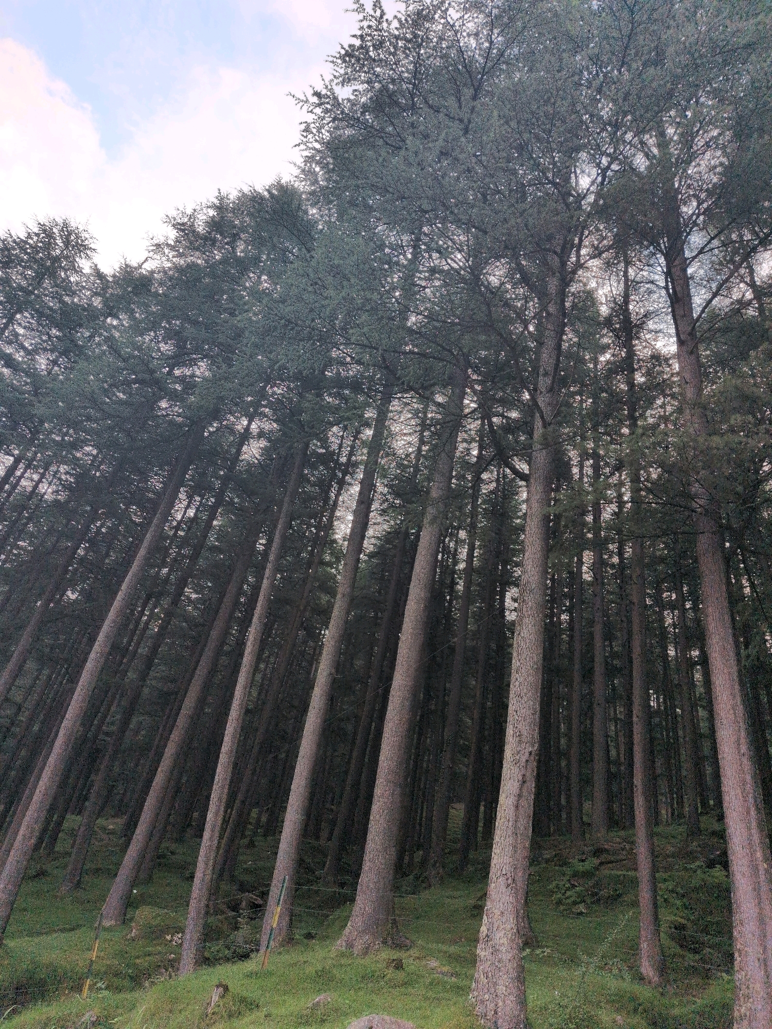 A low-angle, vertical, full shot captures a dense forest of tall, slender pine trees in Chhaki, India. The trees, with their rough, textured bark and dark green foliage, lean at various angles towards the right side of the frame. The forest floor is covered in lush green grass and some undergrowth, with a visible wire fence and a few striped posts running horizontally across the bottom of the image. The sky, a pale blue with scattered white clouds, is visible through the canopy at the top of the image. The lighting is diffused, suggesting an overcast or early morning/late evening setting, with no discernible people or animals.