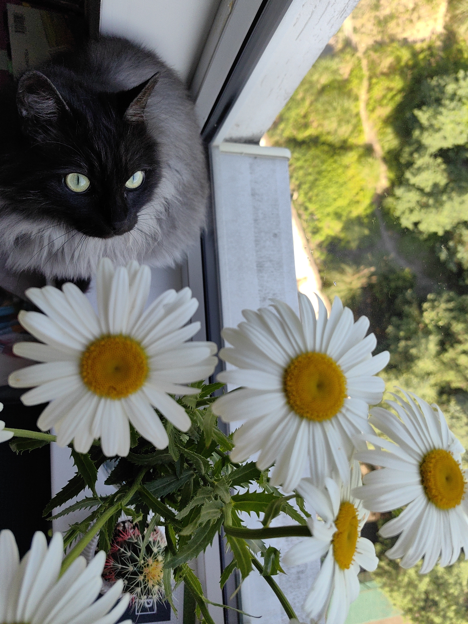 A fluffy black and gray cat with striking green eyes is perched on a windowsill, looking down at a bouquet of daisies. The cat's fur is long and appears soft, with a gray ruff around its neck and face. Its ears are alert, and its gaze is fixed on the flowers. The daisies are white with bright yellow centers, and they are arranged in a small pot. In the background, a blurred view of lush green trees and a winding path suggests an outdoor setting. The scene is lit by natural light, casting soft shadows. It is a domestic scene, likely a snapshot taken in a home. Given the context of Sochi, Russia, this could be a view from a balcony or window overlooking a park or garden area within the city.