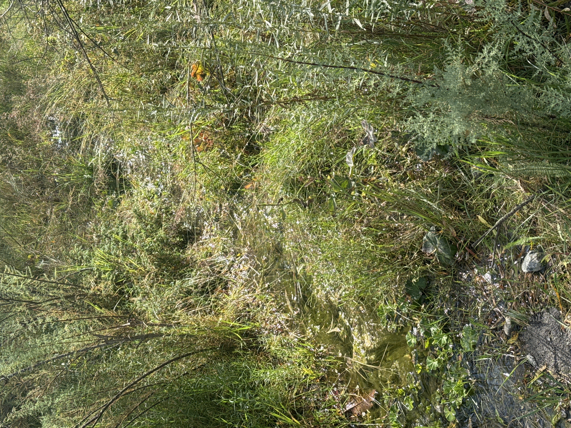 This is a high-angle, full shot of a shallow, muddy stream winding through dense, overgrown vegetation in an urban park setting. The stream bed is coated in a layer of algae and debris, with some fallen leaves and twigs scattered along its banks. The vegetation, primarily grasses and small shrubs, is lush and green, with some patches of dry, brown foliage indicating seasonal change. Several thin, bare branches of trees emerge from the undergrowth, and a few bright orange leaves are visible amongst the greenery. The ground surrounding the stream is a mix of dirt, rocks, and more vegetation. The lighting suggests it is daytime, with sunlight creating dappled patterns on the water and foliage. The scene appears to be unattended and naturalistic, suggesting a less manicured area of a park.