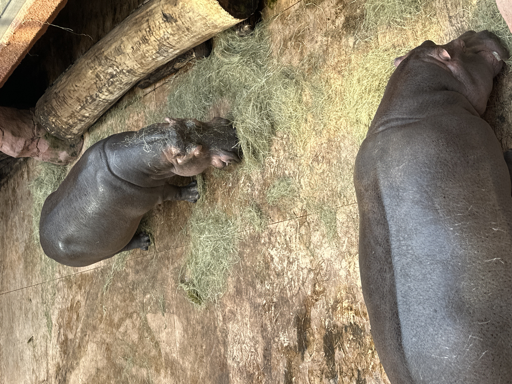 This image shows two hippos in an enclosure. The background features wooden structures and hay. The photo was taken at the Wrocław Zoo in Wrocław, Poland. One hippo is laying down with its head near a pile of hay, while the other is larger and mostly out of the frame. The enclosure floor is a wooden platform.