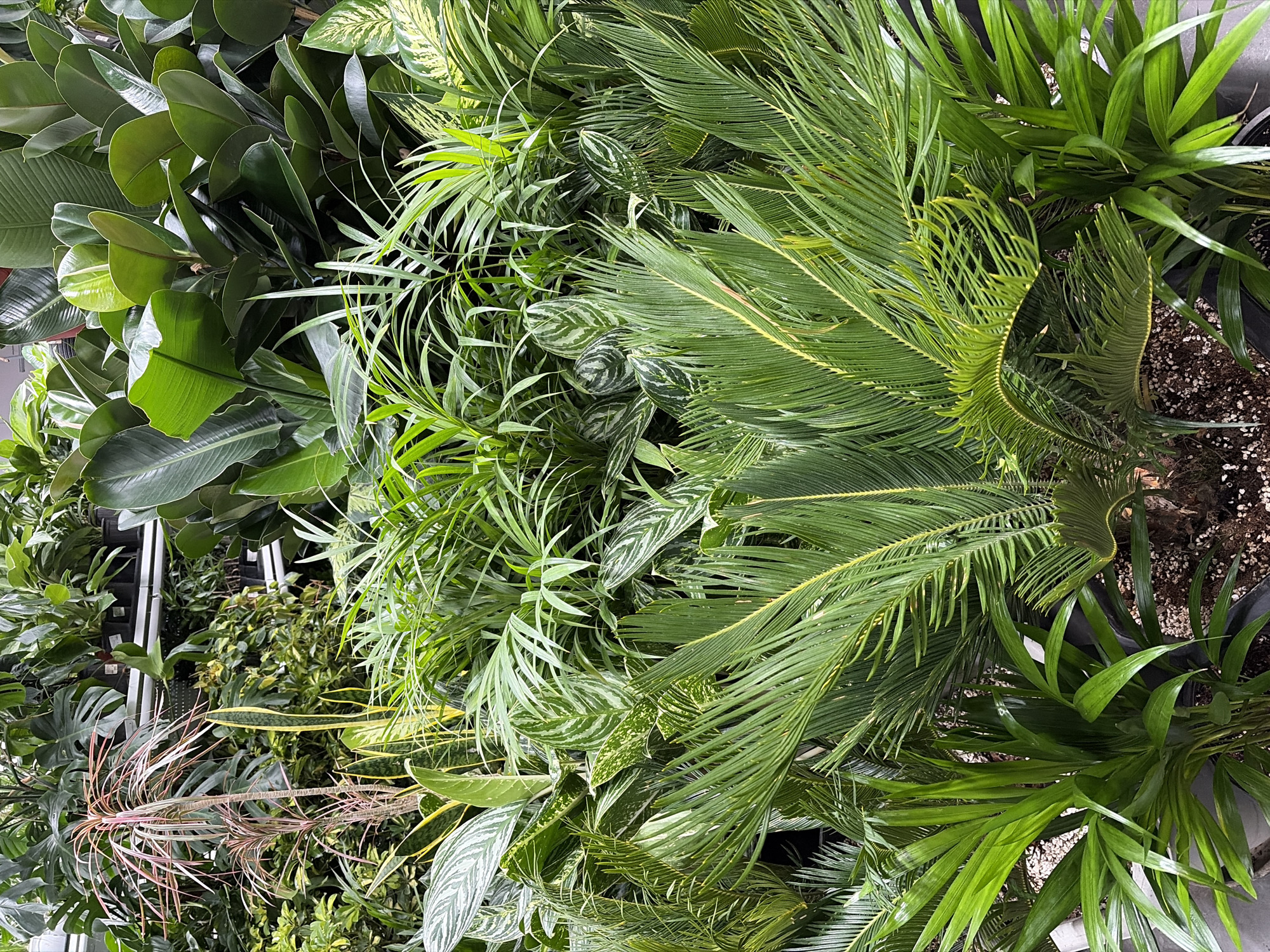 The image shows a dense display of various indoor plants, likely in a greenhouse or plant nursery. The plants are predominantly green with a variety of leaf shapes and sizes, including palm-like fronds, broad leaves, and slender, arching leaves. Some plants exhibit variegated patterns with white or yellow markings. In the background, more plants are visible on shelves, suggesting a retail environment. The overall impression is one of lushness and a healthy variety of flora. The location is identified as Kazan, Russia.