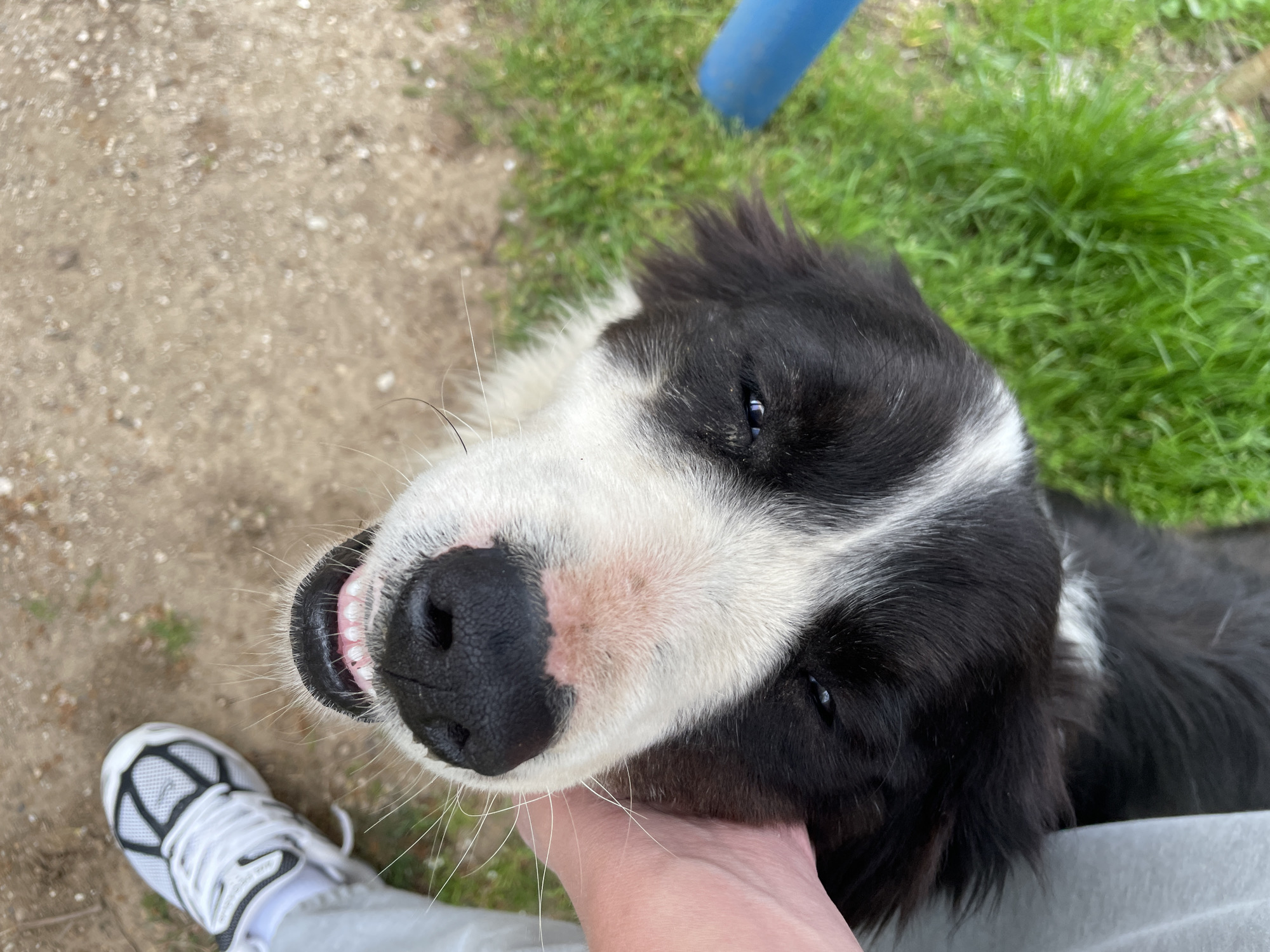 A close-up, top-down perspective captures a black and white dog, likely a Border Collie or similar breed, looking directly up at the camera with a joyful, open-mouthed expression that reveals its teeth and a hint of its pink tongue. A human hand is gently cupping the dog's chin and neck, suggesting affection and petting. In the bottom left, a human foot wearing a white sneaker with black details and a grey pant leg is visible.
The setting is outdoors, with a mix of light brown, pebbly dirt or gravel and patches of vibrant green grass forming the ground. A bright blue object, possibly a pipe or part of an outdoor structure, is partially visible in the upper right background, resting on the grass. The natural lighting indicates it is daytime. The dog's fur is clearly defined, with black fur predominating around its eyes and ears, and contrasting white fur on its snout, forehead, and the underside of its neck. Its dark eyes appear bright and engaged. The dog's happy expression and the human interaction convey a warm and affectionate moment. No text is visible in the image. The location is Zlatograd, Bulgaria.