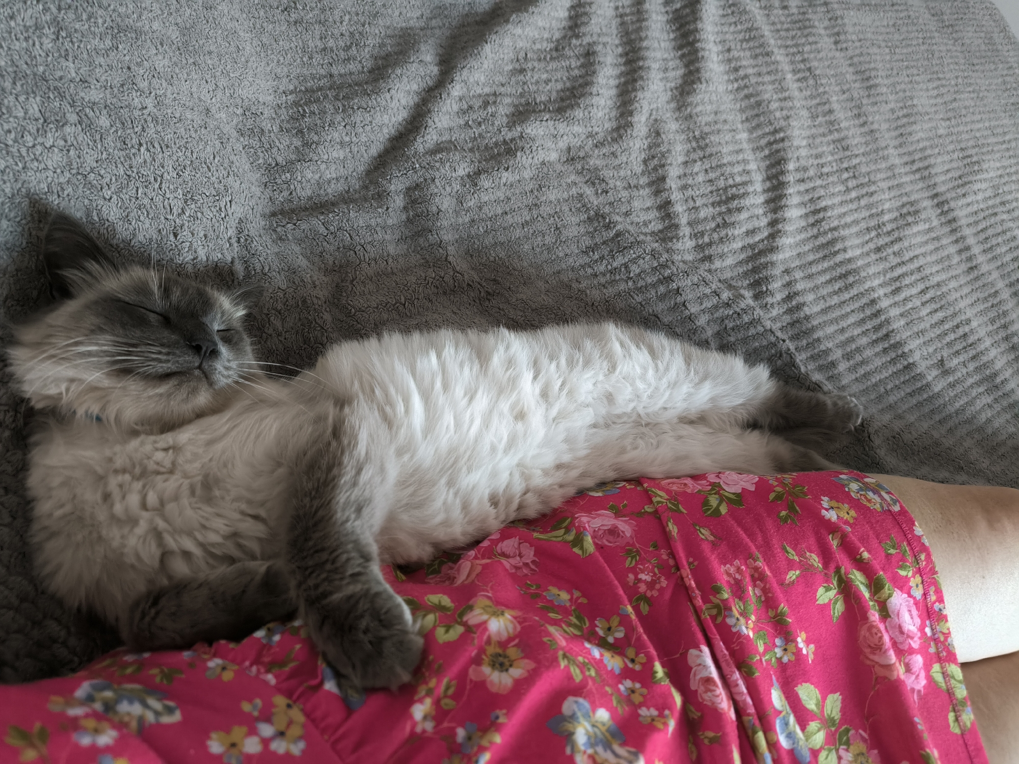 A fluffy cat with grey and white fur is sleeping on a textured grey blanket. The cat's body is curled up, with its head resting on its paws. The cat is lying next to a person's legs, which are covered in a bright pink fabric with a floral pattern of roses and other small flowers. The scene appears to be indoors, likely in a home environment in the city of Октябрьский, Russia. The lighting is soft, suggesting a relaxed atmosphere.
