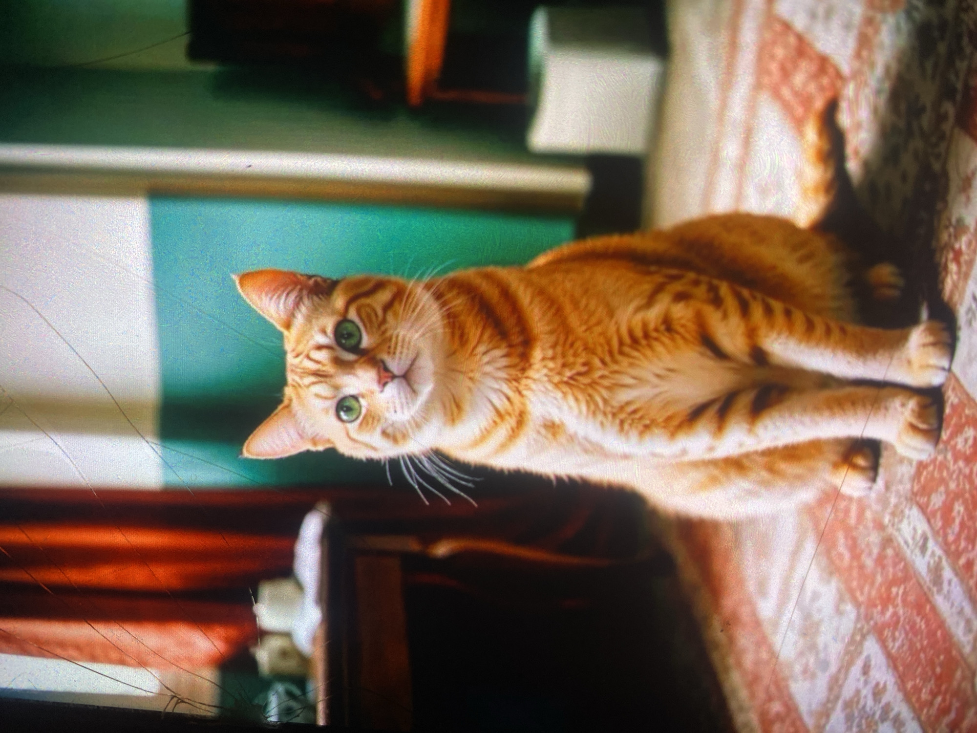An orange tabby cat with green eyes is lying down on a patterned rug. The cat is looking towards the camera with its head tilted. The background is blurred, but appears to be an indoor setting with furniture and a wall. The lighting suggests it is daytime. There is no visible text in the image.