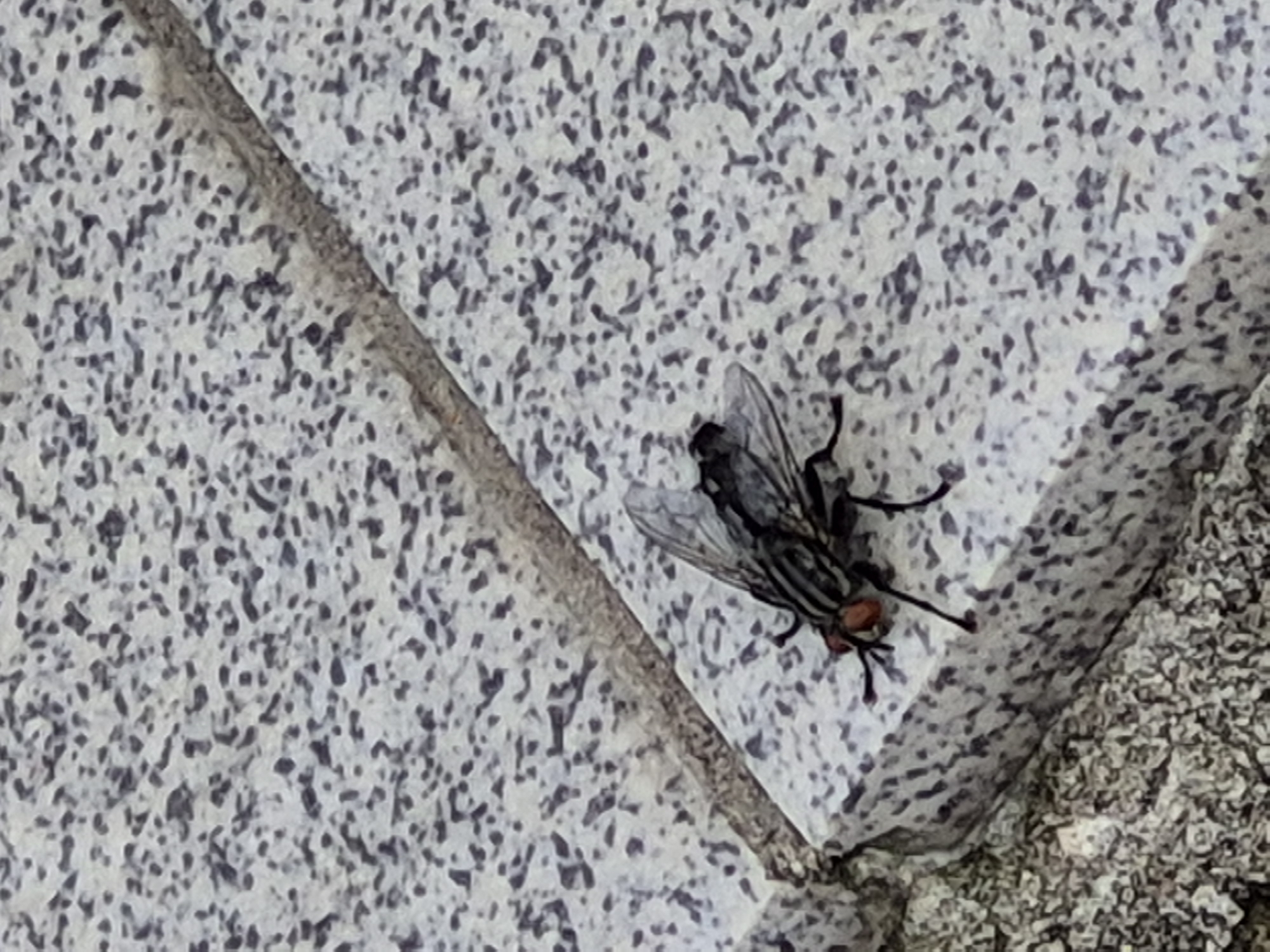 A fly rests on the corner of two granite slabs in an outdoor urban setting. The fly is facing left with its head down and has red eyes. Its wings are folded over its back, and its legs are spread out. The granite slabs are speckled with black and white. The ground below the slabs is covered in gravel. The scene is shot from a high angle, looking down at the fly and slabs.