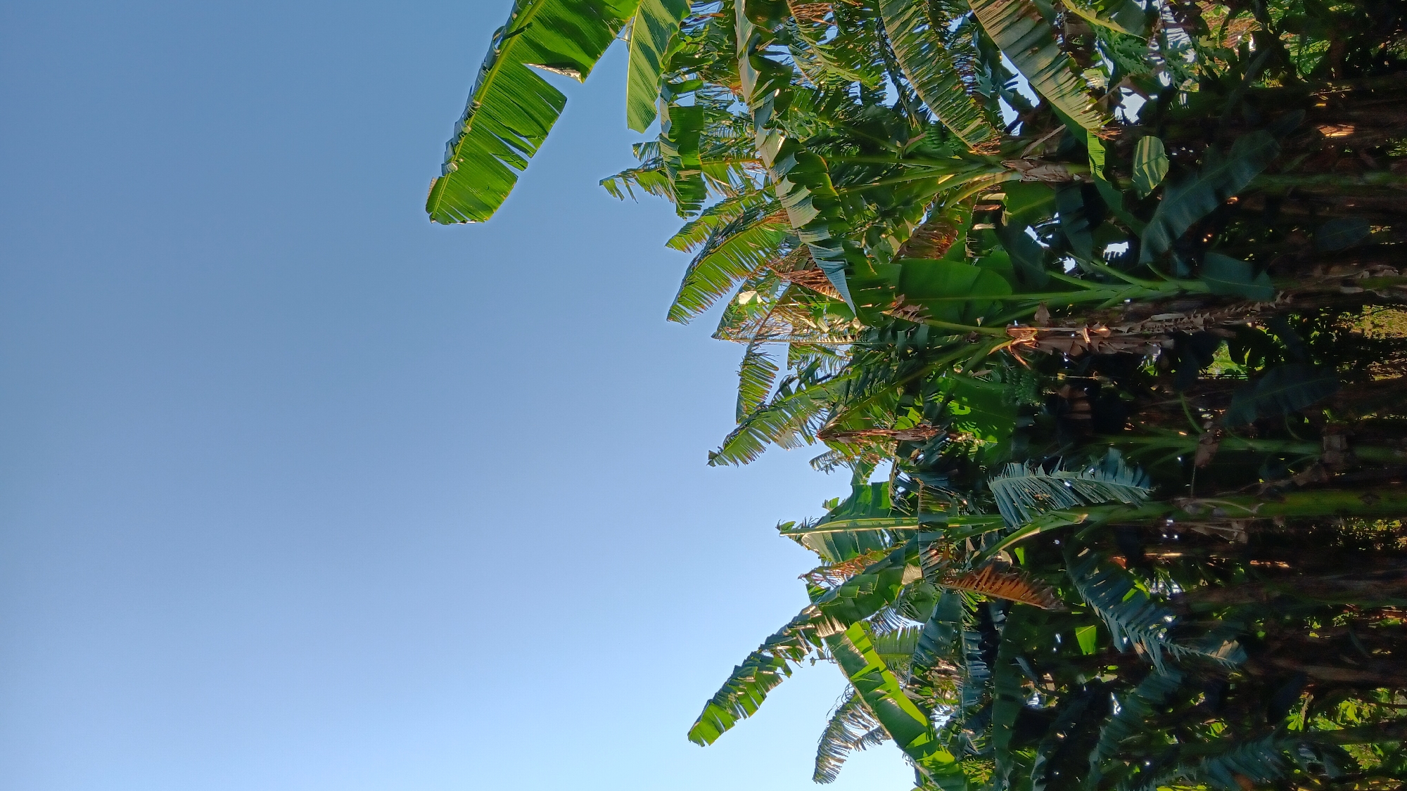 The image displays a cluster of banana trees against a clear, pale blue sky. The trees, predominantly featuring large, green leaves, are dense and fill the lower portion of the frame. Some leaves show signs of browning or drying, indicating natural aging. The scene appears to be outdoors, possibly in a rural or garden setting. The lighting suggests it is daytime, with the sun casting a gentle glow on the foliage. The overall impression is one of natural growth and a serene, sunny atmosphere, consistent with an outdoor environment in Sonobekel, Indonesia. No people or animals are visible in the image.