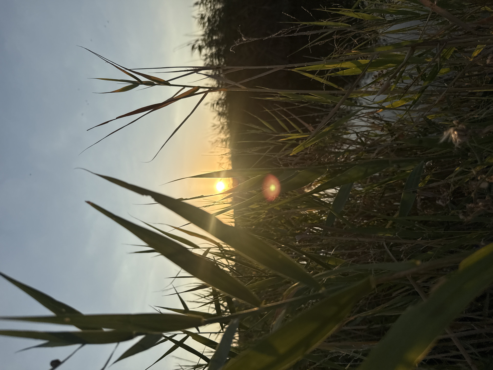The image depicts a natural scene at sunset, likely in a rural area, with tall reeds and grass in the foreground and middle ground. The sun, a bright orb with a visible lens flare, is low on the horizon, casting a warm glow and illuminating the surrounding vegetation. The sky is a gradient of pale blue and yellow, suggesting the end of the day. The background shows a dense growth of darker vegetation, possibly a treeline or further reeds, and a body of water can be partially seen reflecting the sky. There are no people or man-made structures visible in the image, indicating a wild or undeveloped environment. The image was taken in Урожайновское сельское поселение, Ukraine.