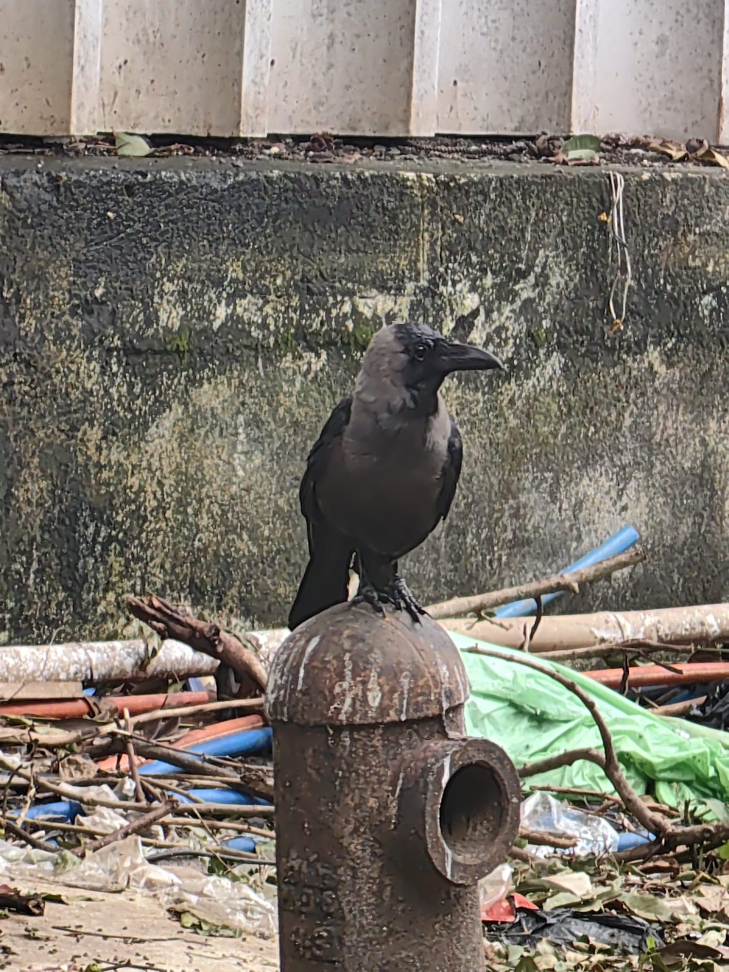 A crow is perched on top of a rusty fire hydrant in a cluttered urban environment, likely a street or alley in Mumbai, India. The background consists of a textured concrete wall, a portion of a beige structure, and a jumble of debris including plastic bags, branches, and various types of pipes, some of which are blue and orange. The crow is mostly dark grey and black, with a distinctive lighter grey neck and head. It is looking to its left. The fire hydrant is cylindrical with a rounded top and a noticeable spigot opening. The ground is littered with leaves and more debris. The scene suggests an area that is not well-maintained.