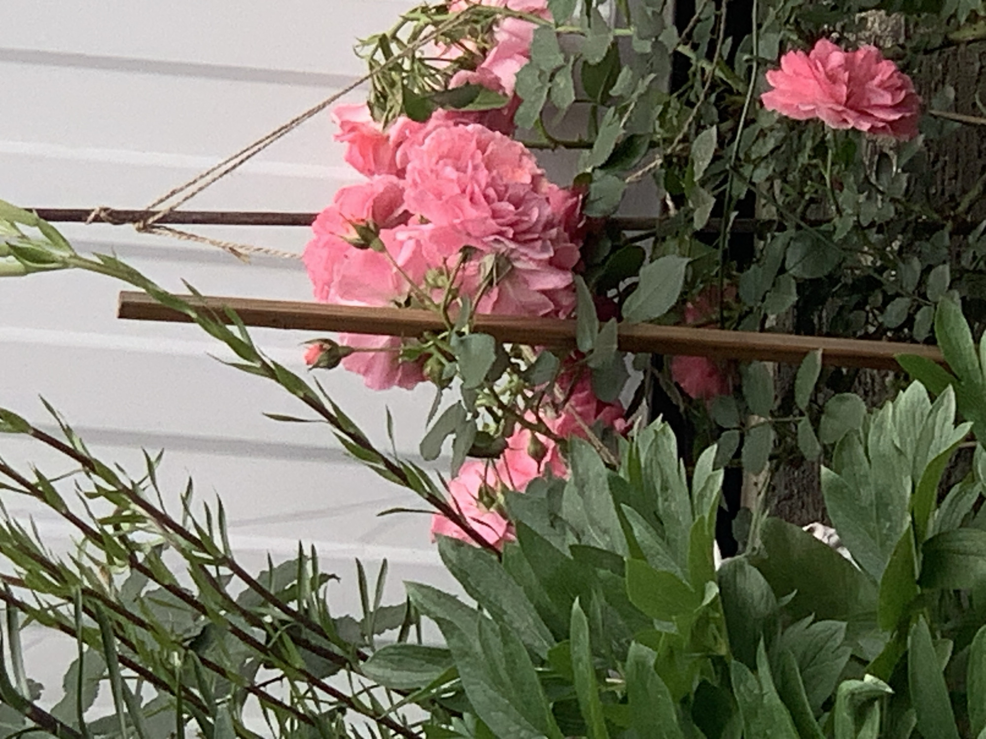 The image shows a close-up of pink roses, green foliage, and brown wooden supports against a white horizontal-paneled background. The roses are in various stages of bloom, with some buds visible. The foliage is a mix of rose leaves and other green plants. The brown wooden supports appear to be part of a trellis or climbing structure, with twine connecting some of them. The white paneled background suggests a wall or fence. The location is Unknown, Unknown. There are no people in the image.