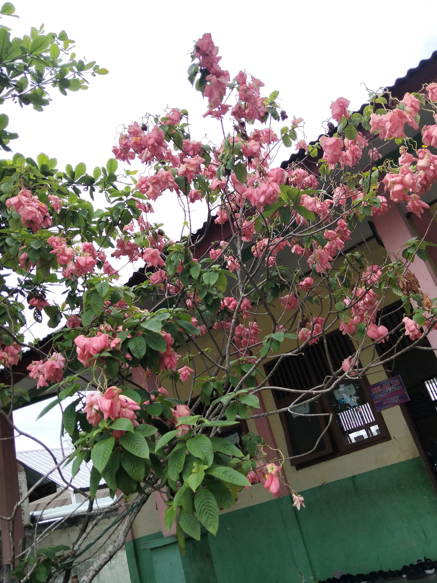The image depicts a flowering tree with numerous pink blossoms and green leaves, set against a slightly overcast sky. The tree branches extend across the frame, obscuring parts of a building with a dark, tiled roof. The building has pink and yellow walls, with a green lower section. A window with dark shutters is visible. There is also a sign on the building that reads "KELAS 1B". In the foreground, the base of the tree and some of its branches are visible, along with a glimpse of a roof and what appear to be shoes lined up on the ground. The scene is outdoors, likely in front of or near a building. There are no people visible in the image. The overall impression is a slightly weathered, possibly rural or semi-urban environment in Baratpayaitek, Indonesia.