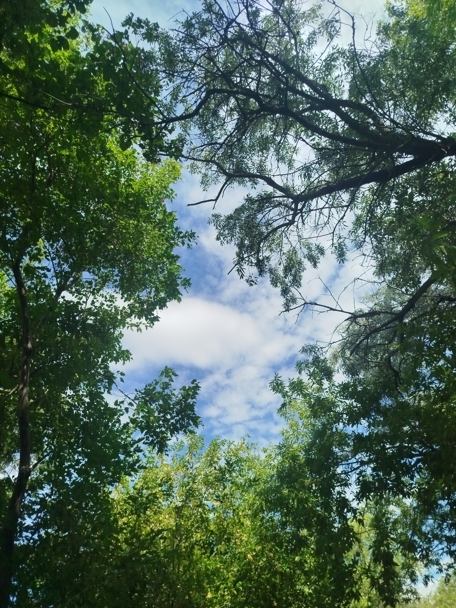 The image captures a low-angle view looking up through the canopy of trees towards a bright blue sky with scattered white clouds. The foliage is dense and green, with sunlight filtering through, creating a dappled effect. The branches of the trees, some bare and dark, others laden with leaves, frame the sky. The scene suggests a natural, outdoor environment, possibly a park or a wooded area within the city of Qarağandı city administration, Kazakhstan. There are no people or man-made structures immediately visible in the frame.