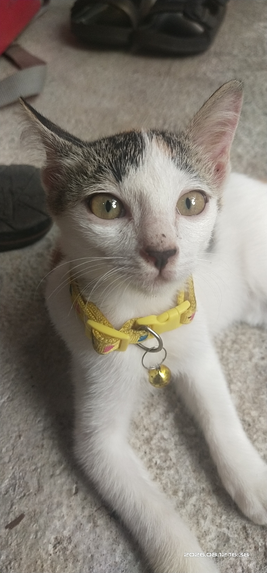 A close-up, eye-level shot captures a white cat with tabby markings on its head, wearing a yellow collar with a small bell. The cat's eyes are a light yellowish-green, and its ears are perked up. The background is blurred, showing dark footwear and a textured surface that appears to be concrete. The image was taken at an angle, focusing on the cat's face and upper body. There is a timestamp in the bottom right corner of the image: "2026.08.12 16:38". The location is identified as Matabu, Indonesia.