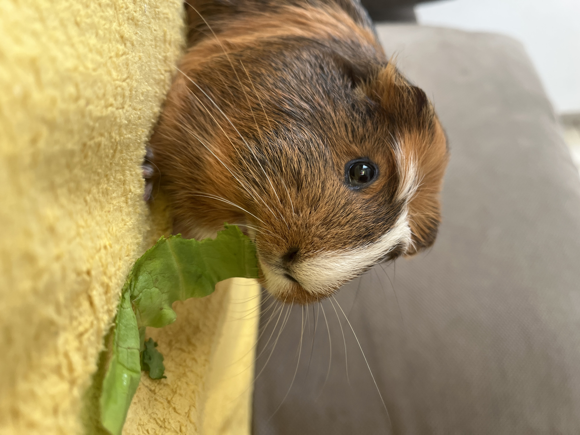 A brown and white guinea pig is captured in a close-up shot, lying on a yellow textured surface, likely a blanket or towel. The guinea pig is facing left, with its head turned slightly towards the viewer. It has a black eye and prominent whiskers. In its mouth, the guinea pig is holding a torn piece of green lettuce. The background is blurred, showing a neutral-colored couch or sofa, suggesting an indoor domestic setting. The lighting appears natural, highlighting the texture of the guinea pig's fur and the lettuce.
