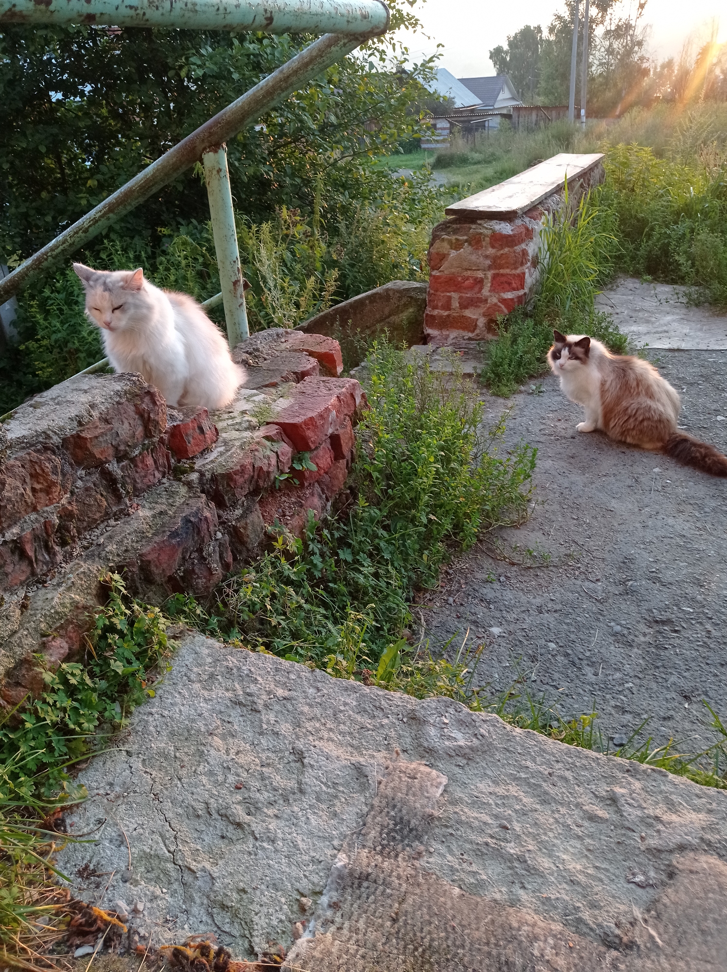 The image depicts an outdoor scene with two cats in the foreground, set against a backdrop of rural architecture and vegetation. The cats are a light-colored, fluffy cat sitting on a pile of bricks to the left, with its eyes closed. To the right, a fluffy cat with brown and white markings sits on a gravel path, looking towards the viewer.
In the background, a weathered wooden bench rests on a brick structure. Beyond that, a rural landscape unfolds, featuring several houses with pitched roofs, wooden fences, and utility poles. The scene is bathed in the warm glow of the setting sun, casting long shadows and highlighting the textures of the environment. The vegetation, consisting of tall grasses and leafy bushes, is abundant, suggesting a natural or semi-natural setting. The overall impression is one of a quiet, rustic evening in a small town. This scene is likely located in the city of Degtyarsk, Russia, given the characteristic rural architecture and natural landscape often found in such regions.