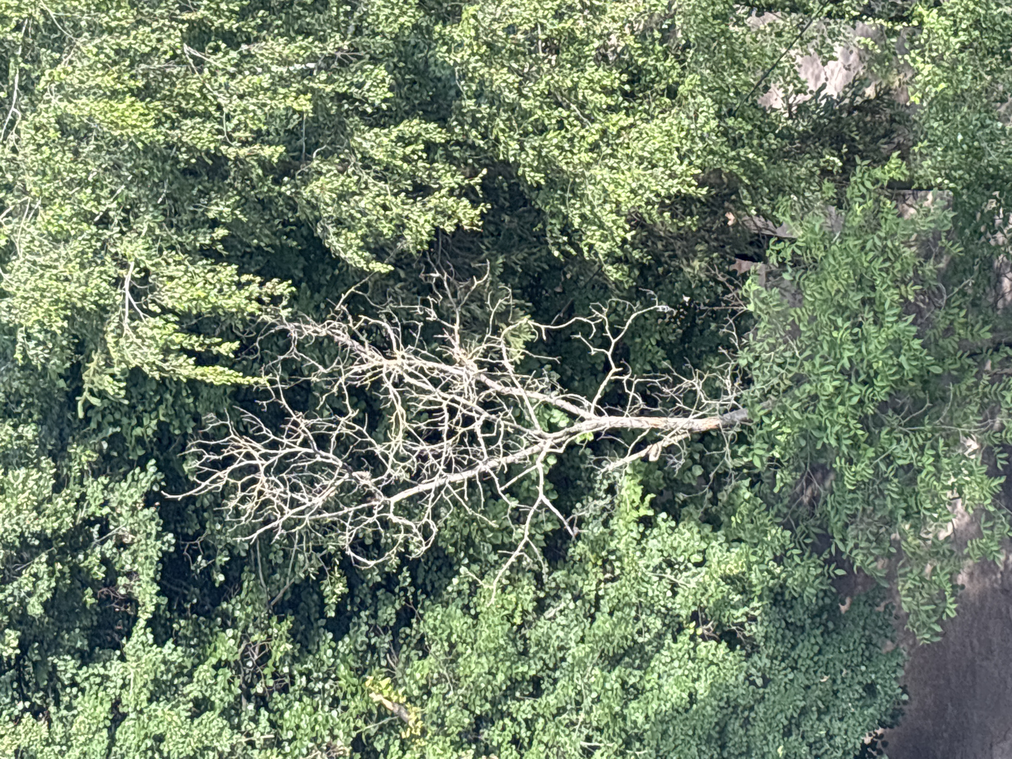 The image shows a view of lush green trees and foliage, with a stark, leafless tree in the center, its bare branches silhouetted against the vibrant greenery. The lighting suggests it is daytime, with sunlight filtering through the leaves, creating dappled patterns. The environment appears to be outdoors, possibly in a park or a natural area within the city of Bila Tserkva, Ukraine, characterized by dense vegetation. There are no people or animals visible in the frame. The ground below is partially visible, appearing to be a dirt or gravel path.