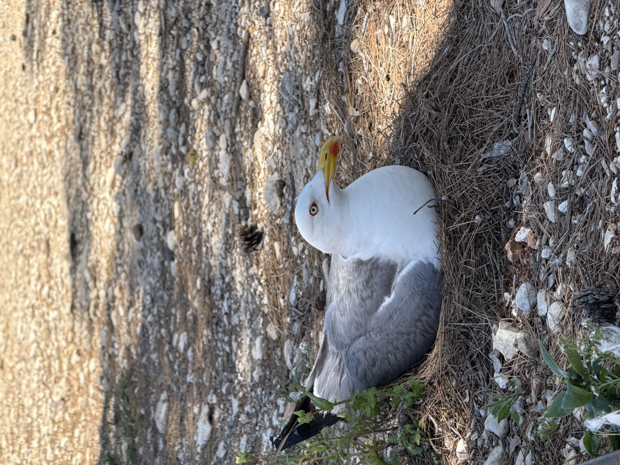 A European herring gull (Larus argentatus) is observed sitting on the ground in a habitat of dry pine needles, small stones, and sparse vegetation. The bird has white plumage on its head and underparts, with gray wings. Its beak is yellow, marked with a red spot. The setting suggests an outdoor environment in an uncultivated area, potentially a coastal or natural area in or near the city of Dénia, Spain.