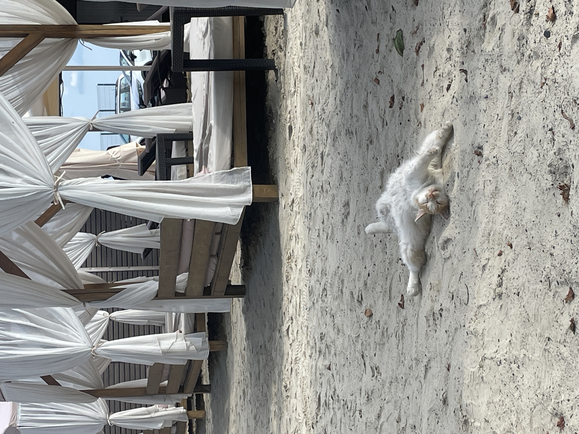 A white and orange cat is lying on its back on a sandy beach, basking in the sun. The cat's eyes are closed, and its paws are extended. In the background, there are several white cabanas with draped fabric, providing shade over lounge beds. Beyond the cabanas, cars are visible in a parking lot, and a clear blue sky can be seen. The scene appears to be a resort or beach club. The location is specified as Sochi, Russia.