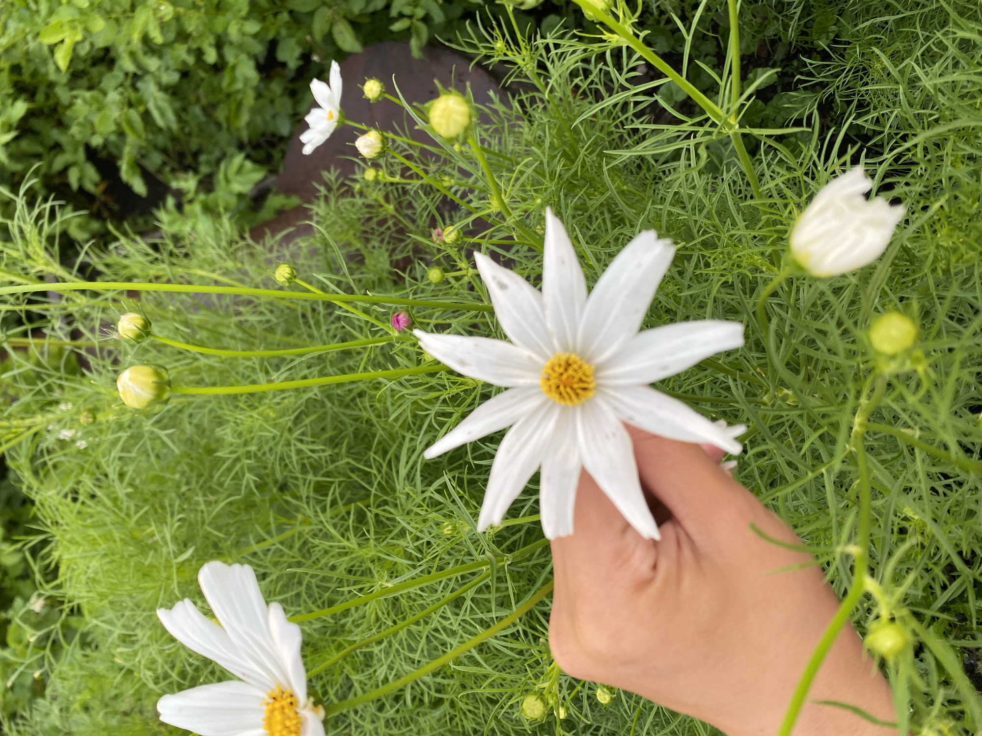 A close-up, eye-level shot captures a hand gently holding a white cosmos flower with a yellow center. The flower has delicate, pointed petals and is positioned in the foreground, slightly to the right of center. Behind the flower and hand, a lush garden of green foliage and more cosmos flowers and buds fills the frame. The background is a blur of greenery, suggesting a densely planted area, with hints of dark soil or paving stones visible in the lower right. The lighting is soft and diffused, indicating an overcast day or shaded conditions. The overall impression is one of natural beauty and tranquility. This image was taken in Maloarslangulovo, Russia.