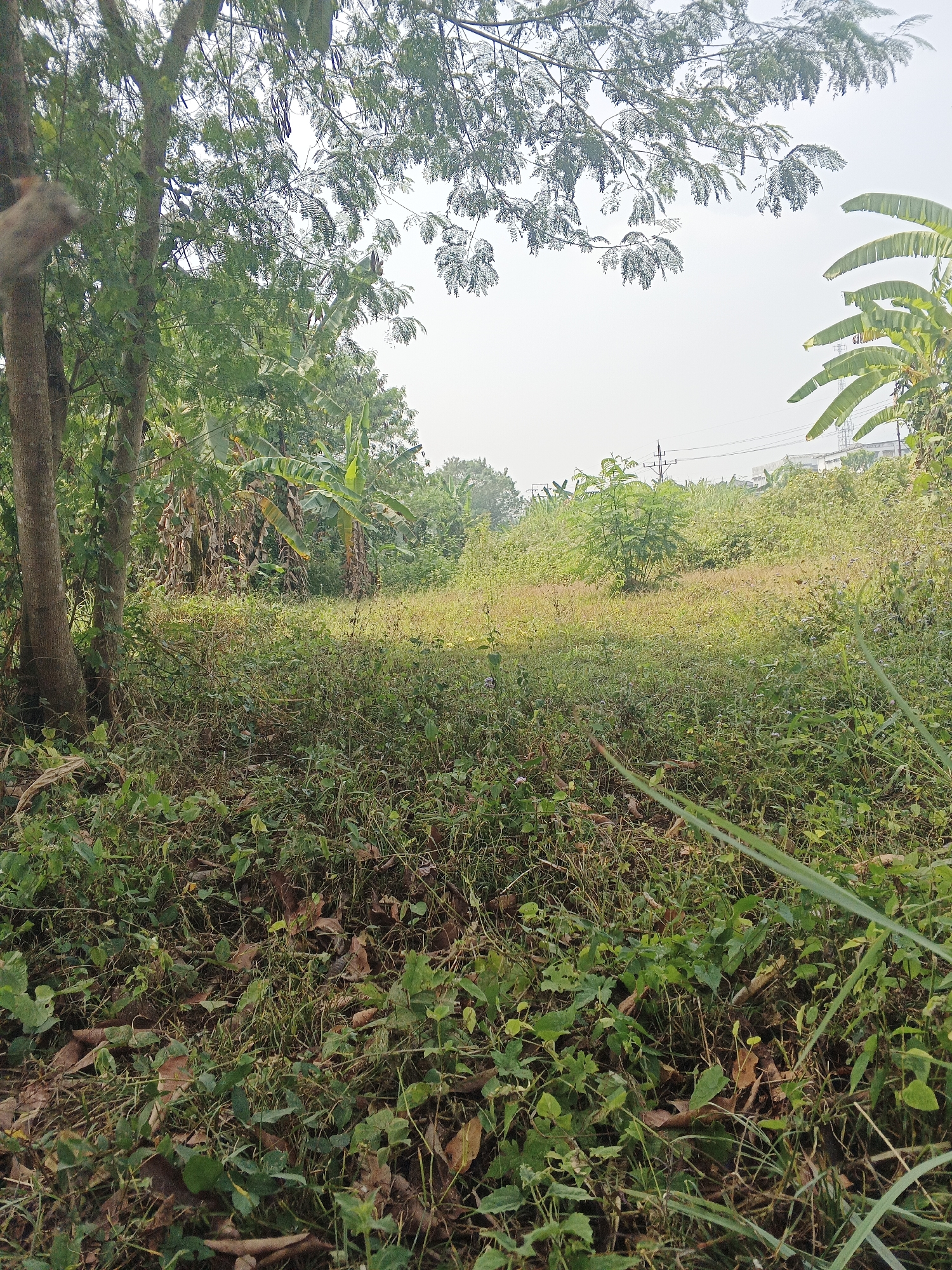 This is an outdoor, eye-level, medium shot photograph of a vacant lot filled with overgrown vegetation, including trees and grasses. The scene is located in the city of Sukabumi, Indonesia, and appears to be a undeveloped or abandoned area. The sky is overcast and pale, suggesting a potentially humid or hazy day. The foreground is dominated by dense green foliage and fallen leaves, with a large tree trunk on the left side of the frame. In the midground, the vegetation thins slightly to reveal a patch of yellowish grass. In the background, more trees and banana plants are visible, along with a few distant structures and utility poles, indicating the presence of civilization beyond the overgrown lot. No people or animals are present in the image. The overall impression is one of natural overgrowth and a lack of human intervention in this specific location.