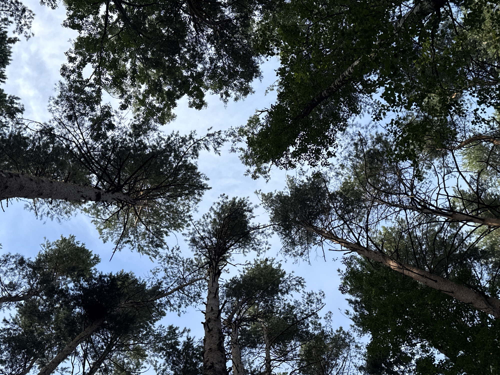 This media file captures a low-angle view of a forest canopy against a bright, cloudy sky. The primary subjects are the tops of numerous tall trees, their branches and dense foliage dominating the frame. The trees appear to be a mix of coniferous and deciduous types, with distinct needle-like leaves of the former and broader leaves of the latter visible. Some trees have smooth, light-colored bark, possibly birch, while others have rougher, darker bark. The perspective is from directly below, looking upwards, creating a sense of looking through a natural ceiling.
The activity taking place is simply the presence of the forest itself, with no discernible human or animal action. The scene is outdoors, in a natural setting that resembles a temperate forest. The time of day appears to be daytime, suggested by the bright sky, although the clouds might indicate overcast conditions or intermittent sun. The weather seems to be mild, with a clear but cloud-dotted sky.
Notable details include the varied textures and colors of the tree bark and leaves, the intricate network of branches reaching towards the sky, and the contrast between the dark green of the foliage and the pale blue of the sky peeking through. The composition creates a feeling of being immersed in nature, perhaps evoking a sense of peace or awe at the grandeur of the trees. There is no visible text in the media file. The location context of Chaikovsky, Russia, suggests a northern forest environment.