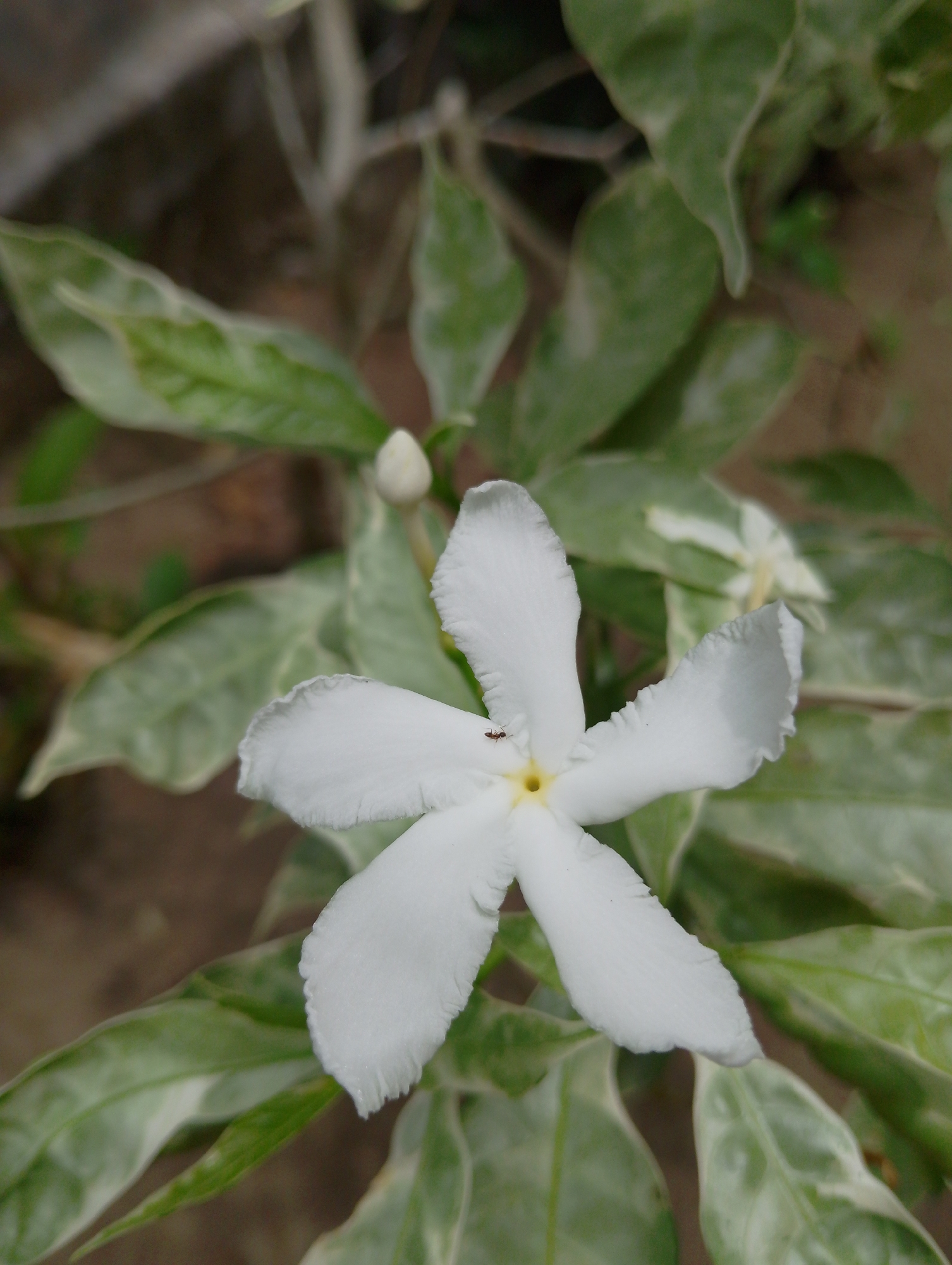 An extreme close-up shot captures a single white star-shaped flower with five petals and a yellow center. A tiny ant is visible on one of the petals. The flower is surrounded by variegated green leaves with creamy white edges. In the background, the blurred ground appears to be dirt and small stones. The image is taken outdoors, suggesting a garden or natural setting. The location is identified as Mesjidbluek, Indonesia.